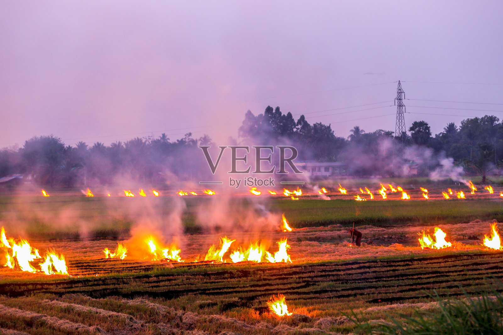 农业废弃物燃烧造成雾霾和污染。在农田里焚烧干草和稻草产生的烟雾。泰国农村农业中的PM 2.5粉尘。照片摄影图片