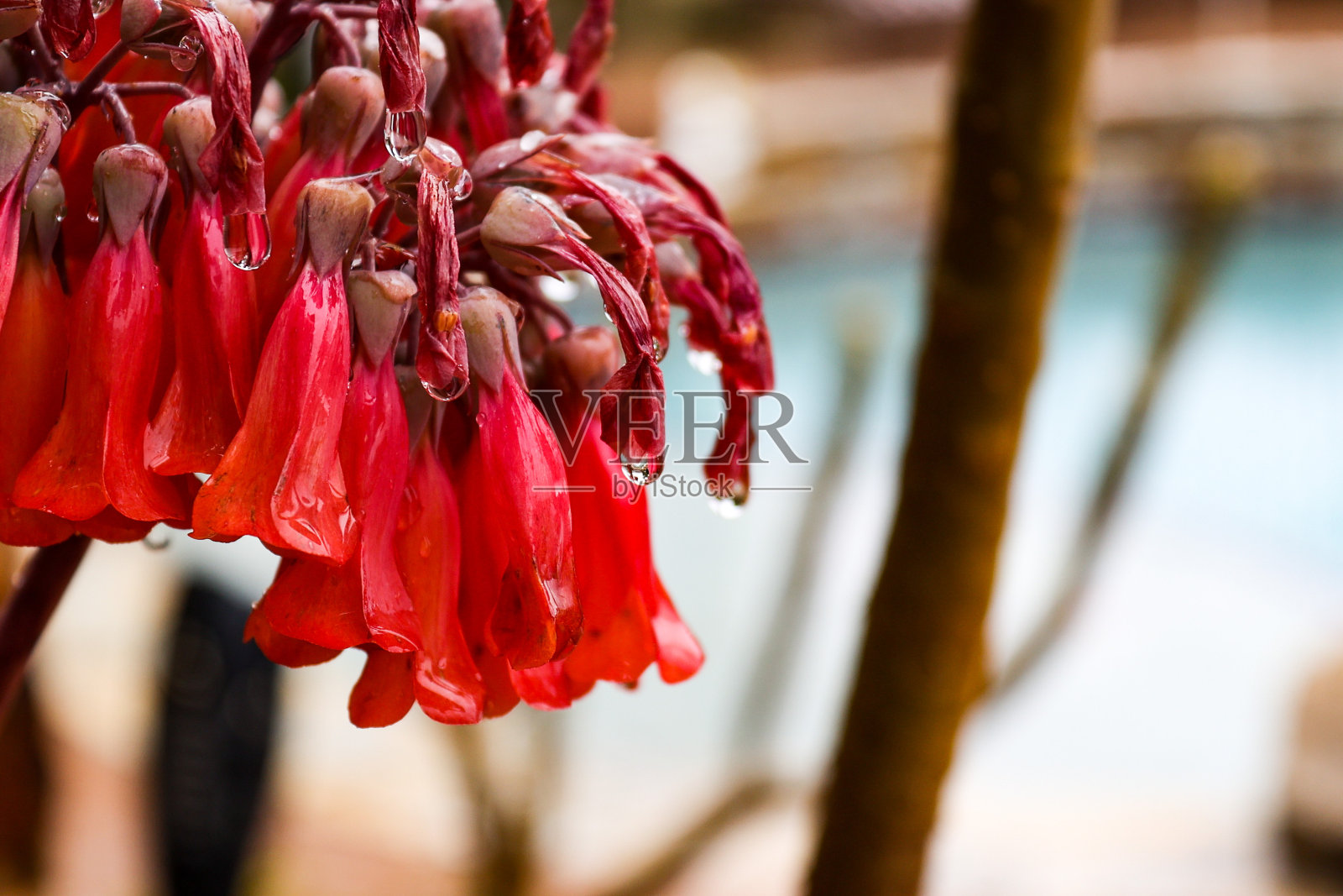 千朵多汁的花在雨中朦胧照片摄影图片