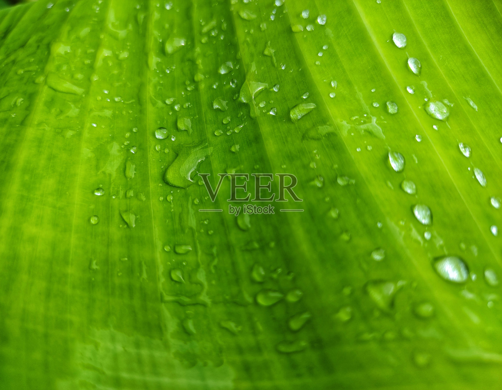 香蕉叶上的水滴照片摄影图片