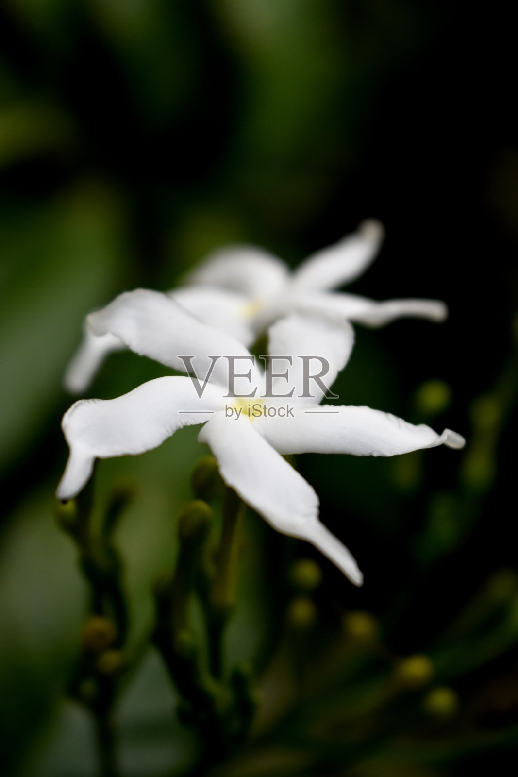 我的花园里开了花照片摄影图片