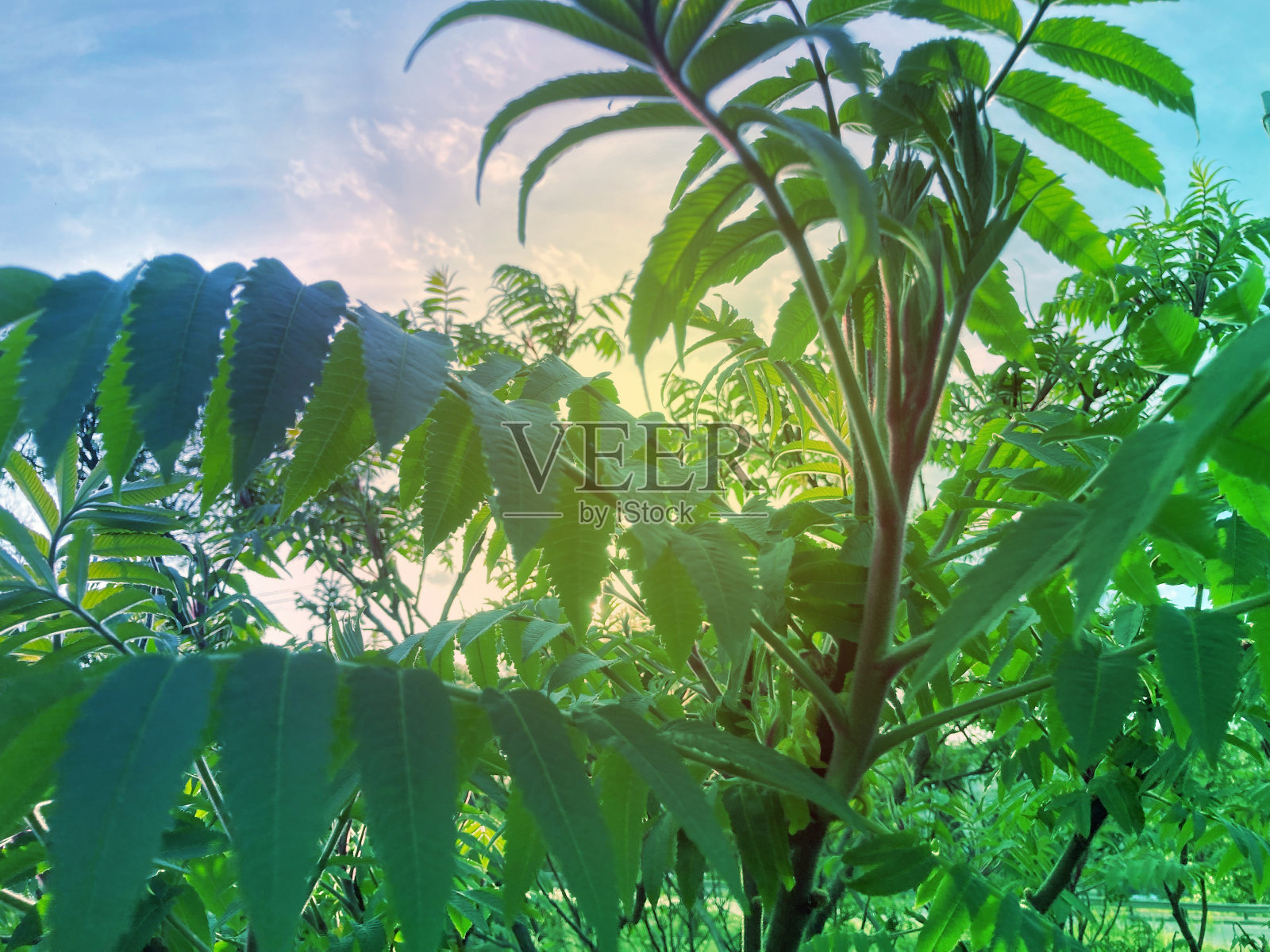 观赏植物漆树鹿角醋树。开花的装饰性漆树漆树红棕色花的锥形圆锥花序。照片摄影图片