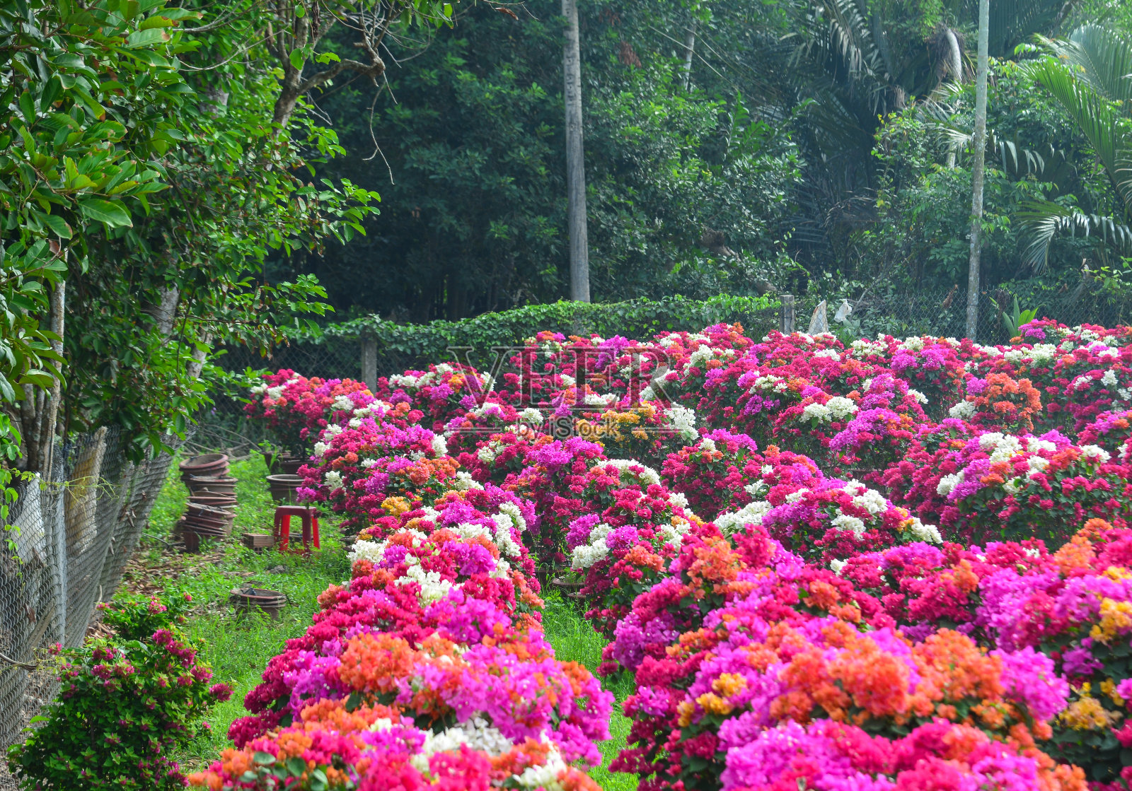 在花园里盛开的九重花照片摄影图片