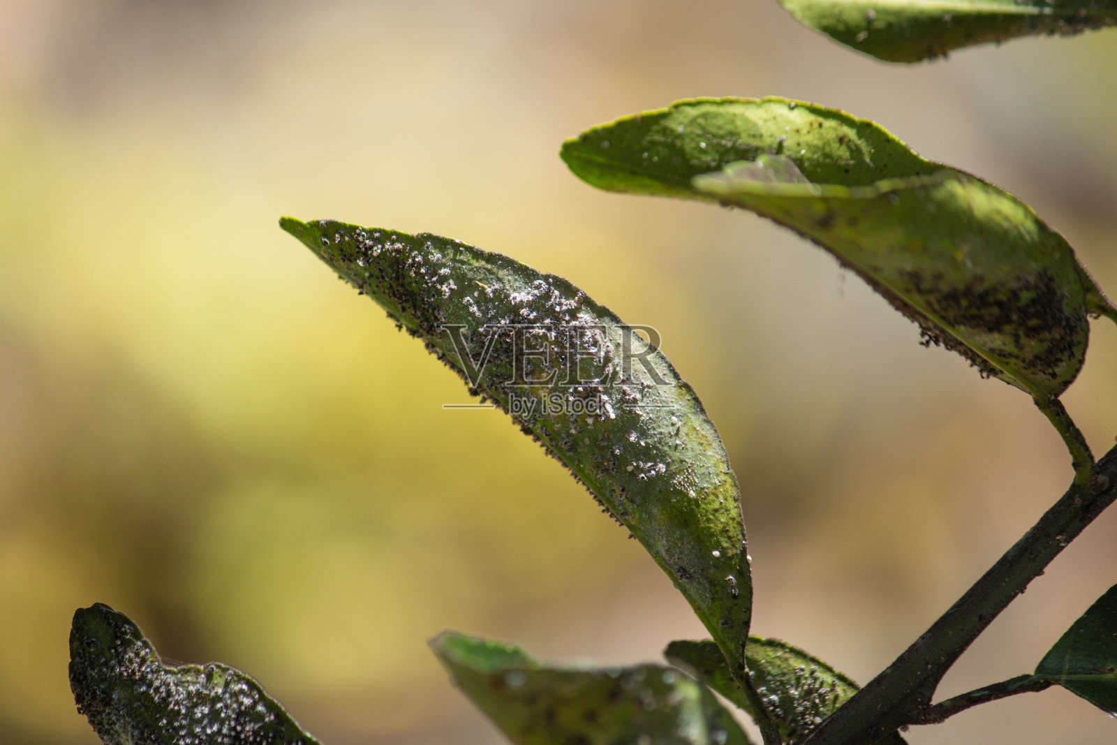 胭脂虫在人工林中增殖的细节。近距离视图照片摄影图片