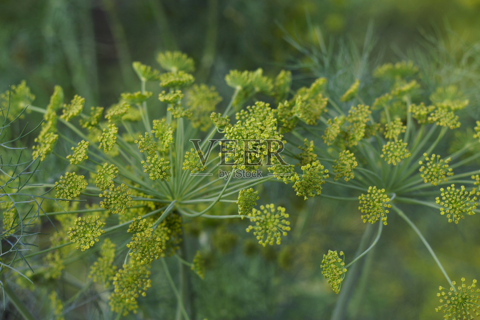 花园里有纹理的莳萝花照片摄影图片