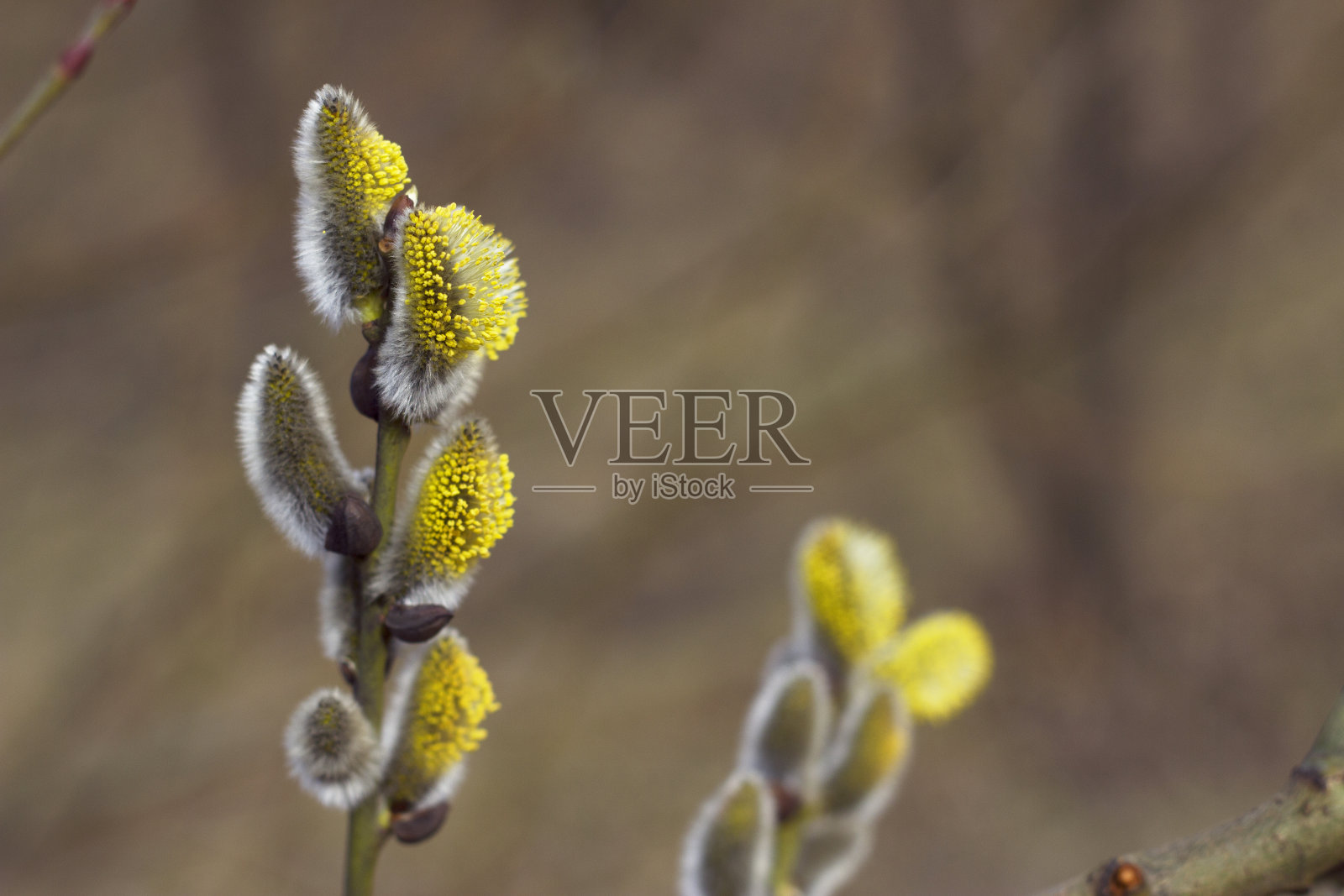 蓬松的黄柳枝开花照片摄影图片