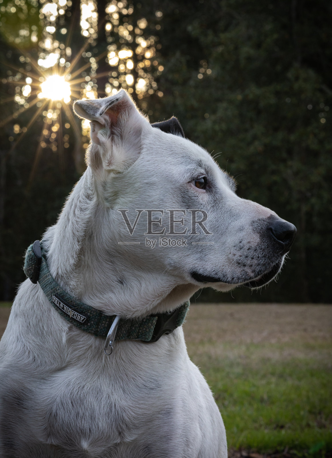 夕阳下的狗照片摄影图片