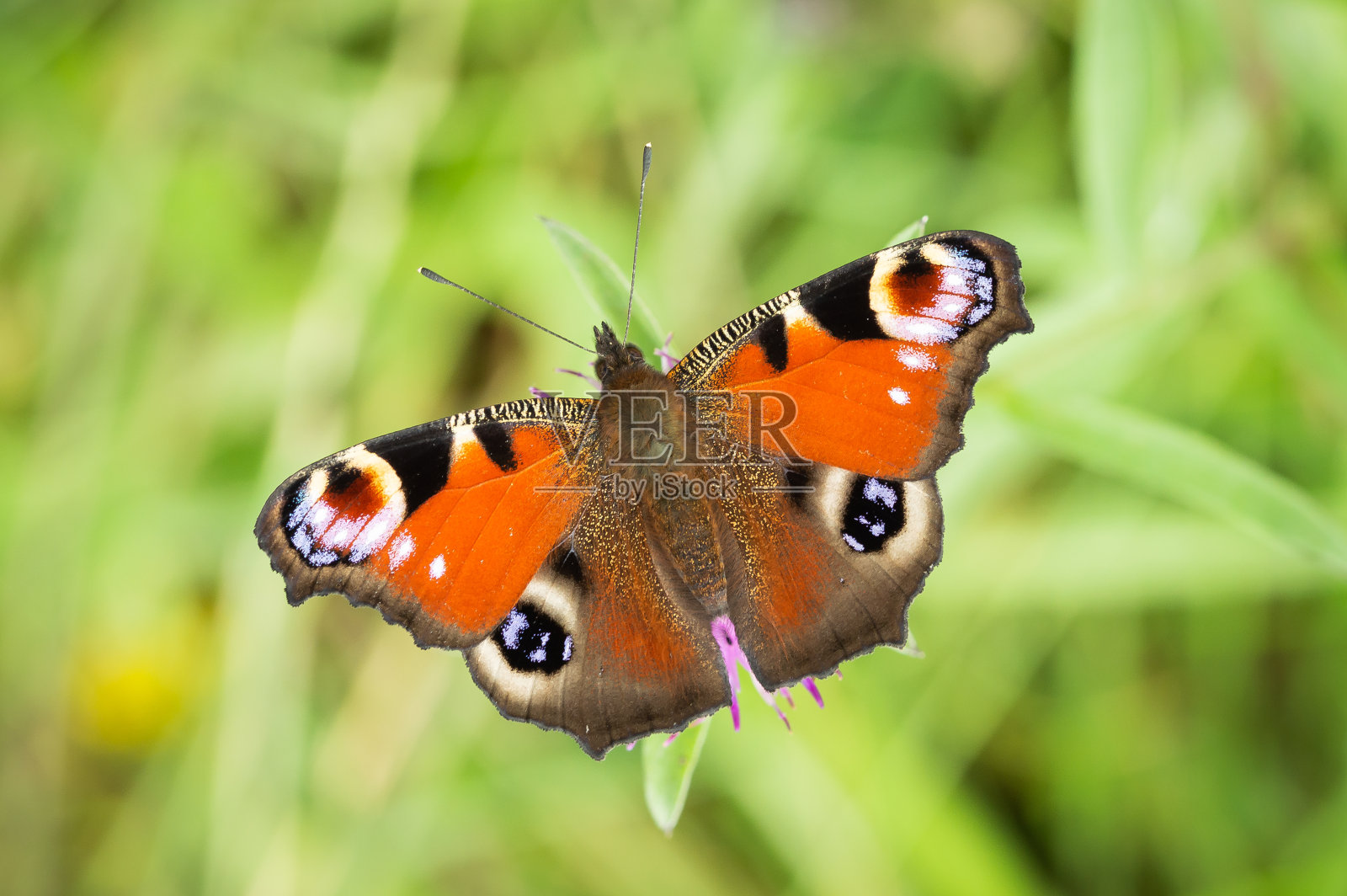 孔雀蝴蝶中间有柔和的绿色背景照片摄影图片