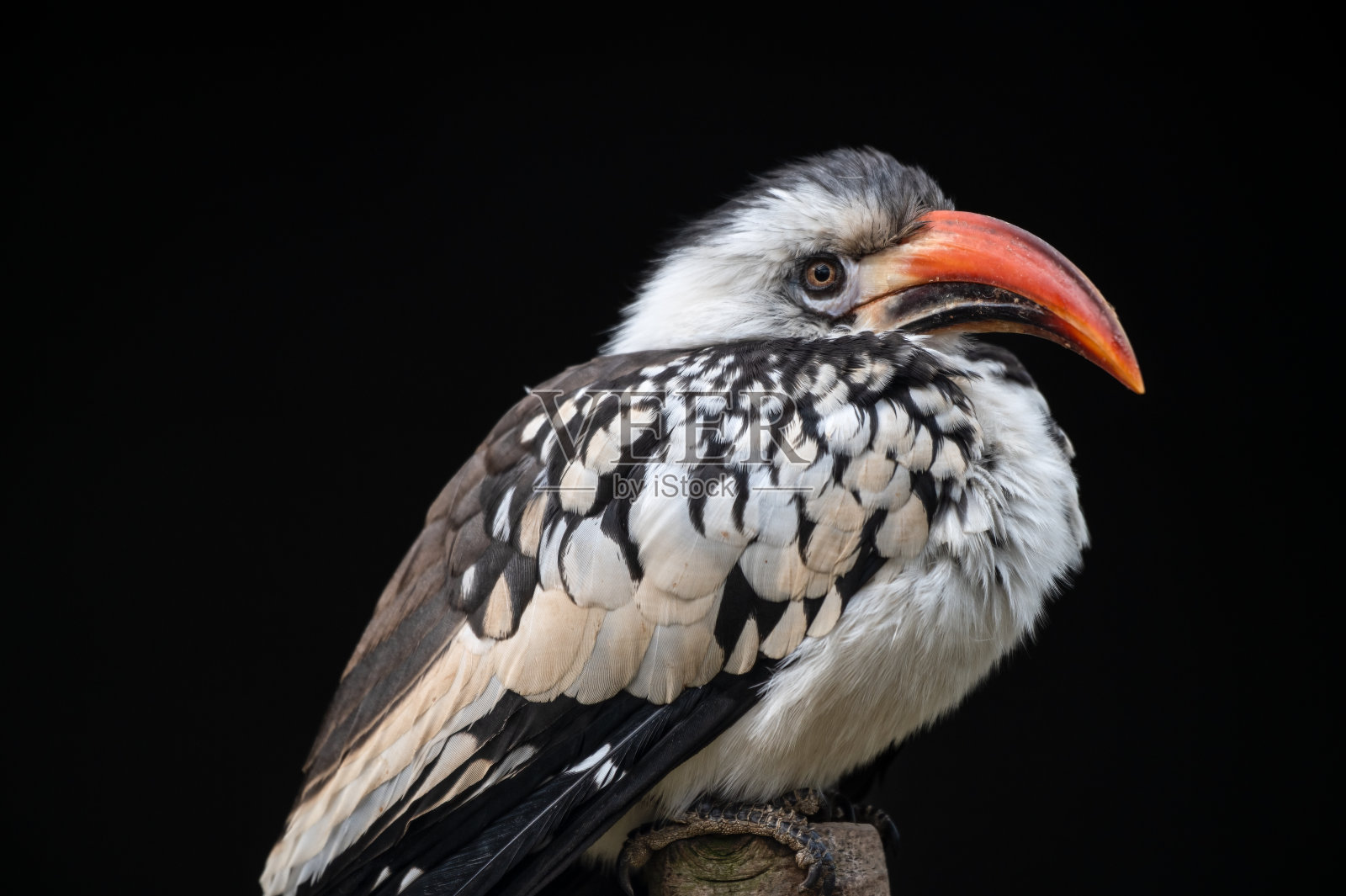 红嘴犀鸟照片摄影图片