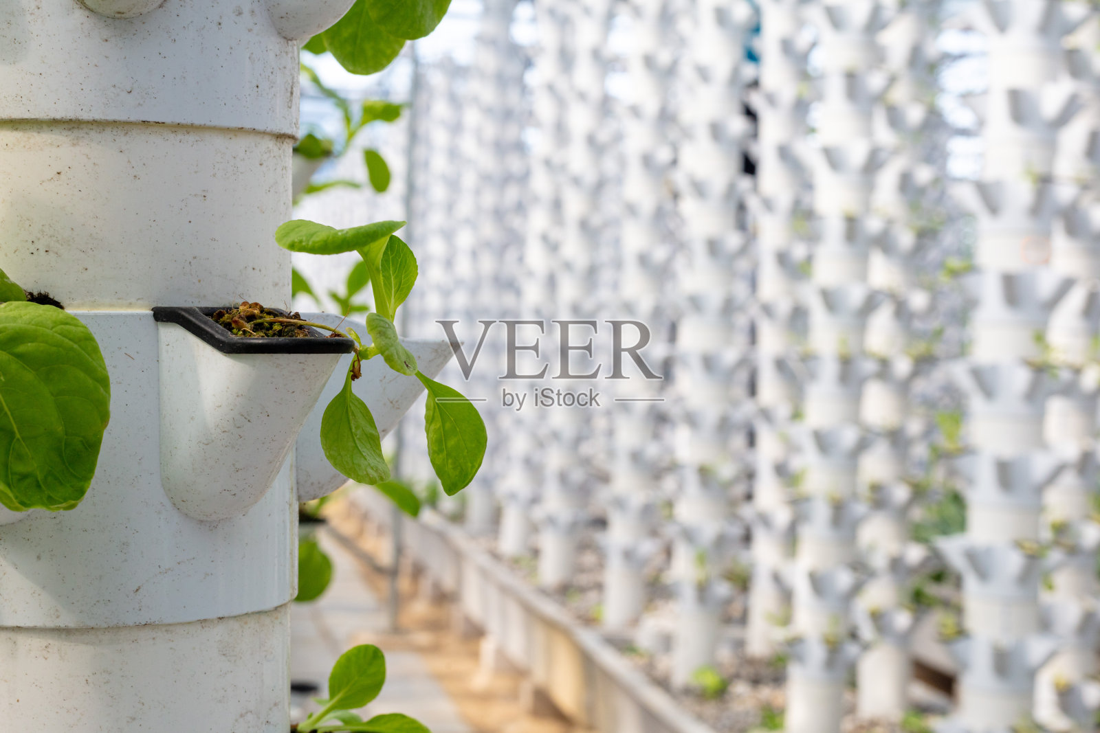 水培生产方法农场照片摄影图片