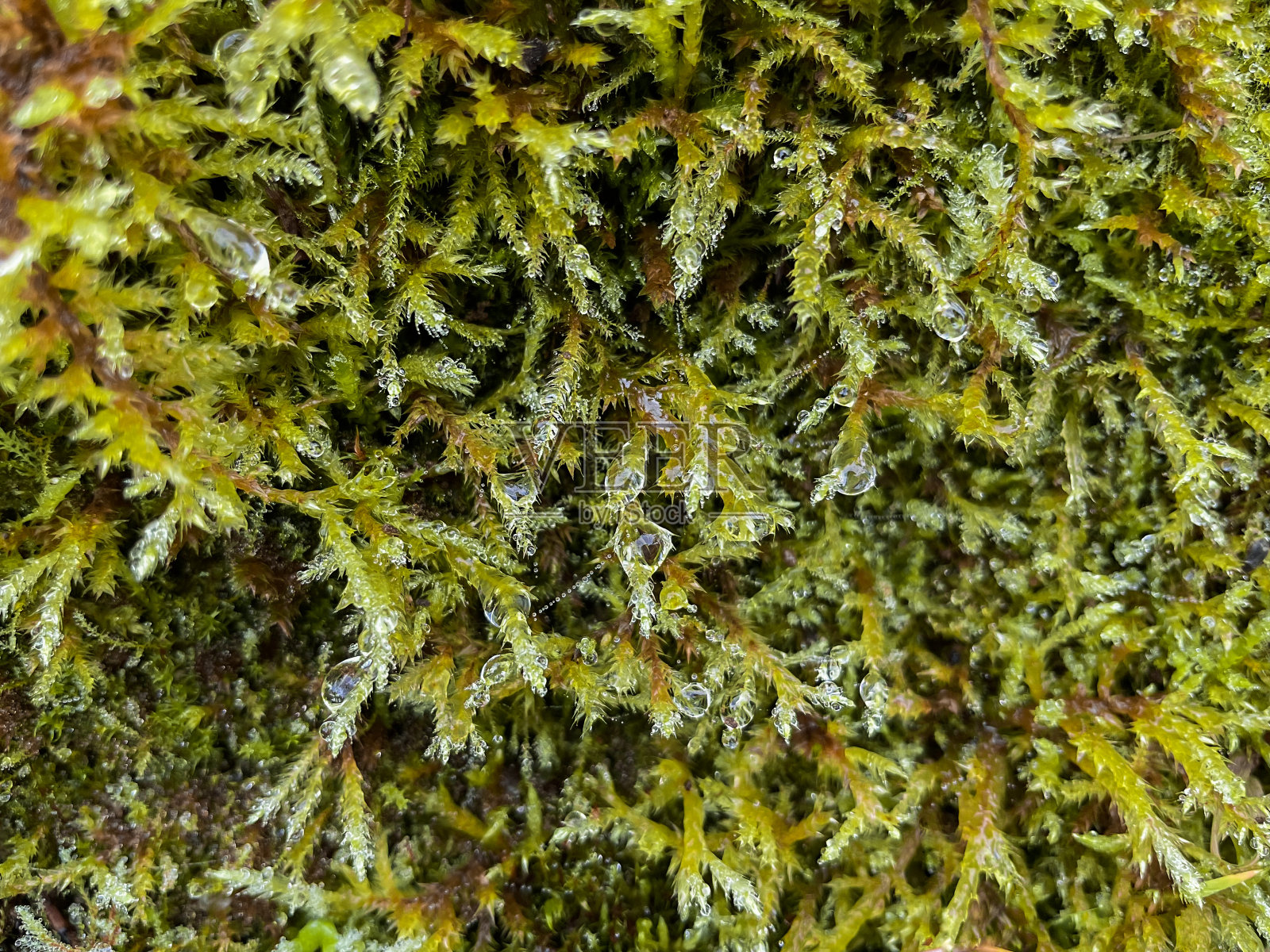 绿色的苔藓照片摄影图片