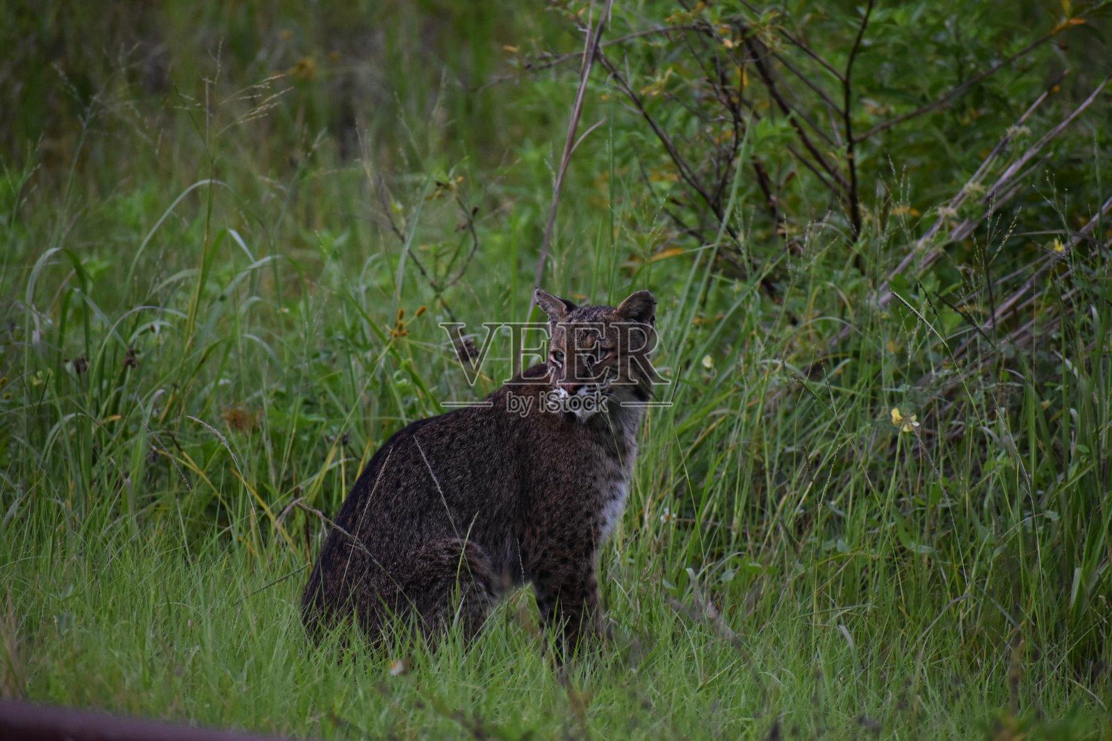 山猫照片摄影图片