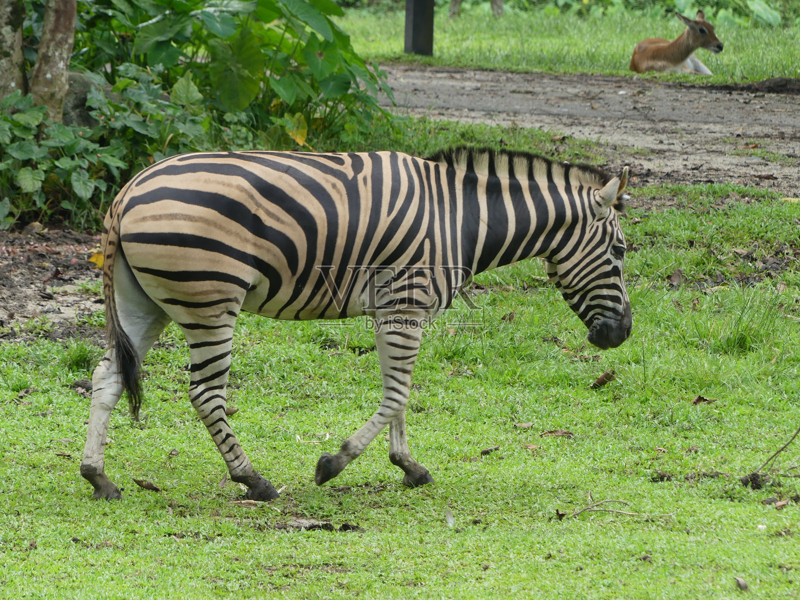 行走的斑马图片照片摄影图片