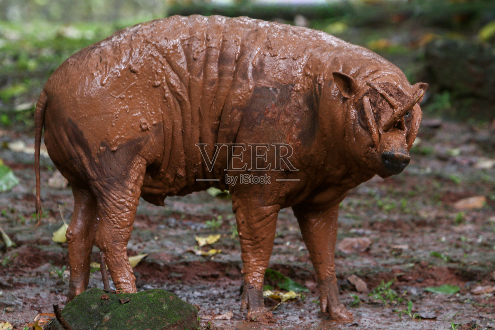 《babirusa照片摄影图片