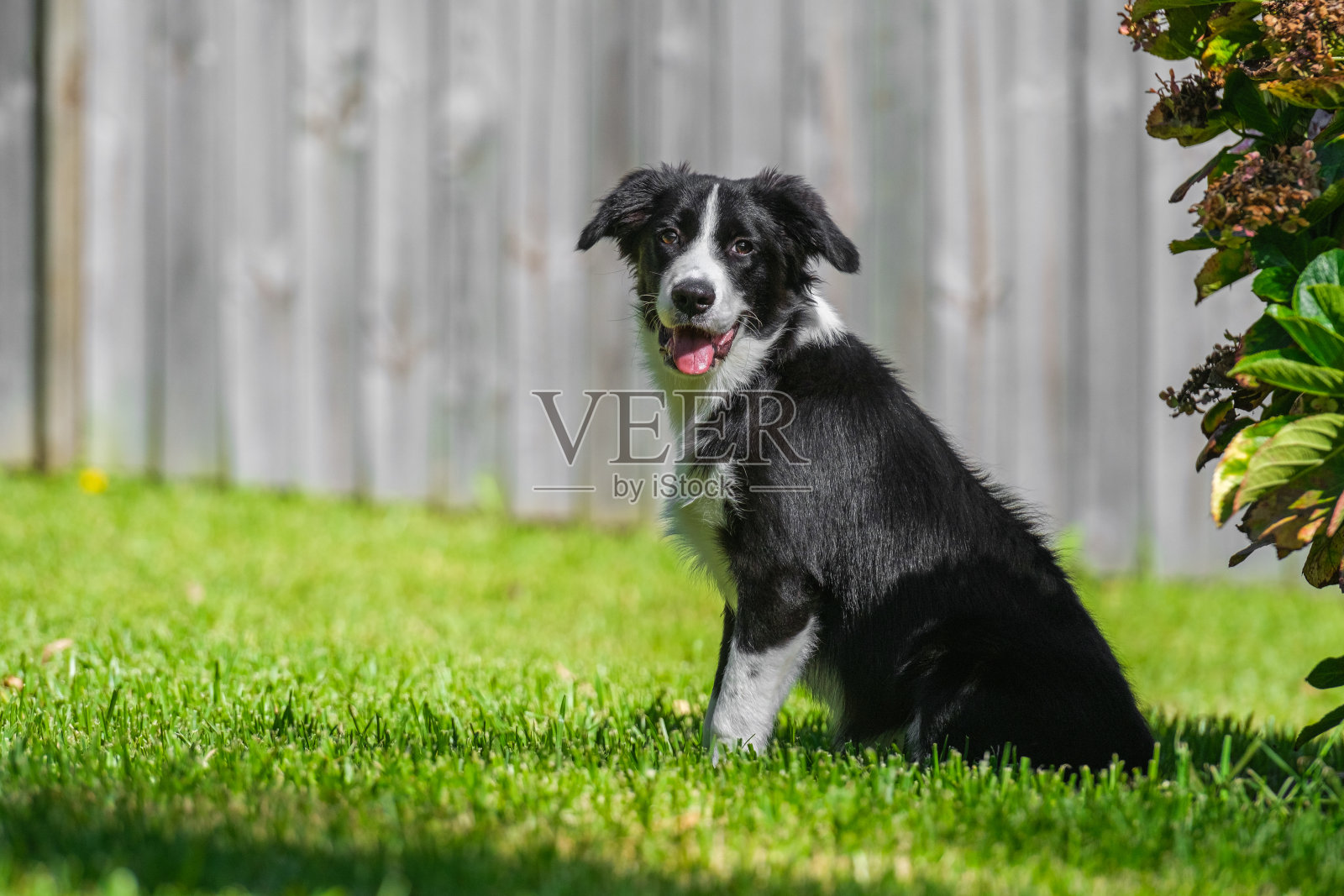 黑白边境牧羊犬幼犬照片摄影图片