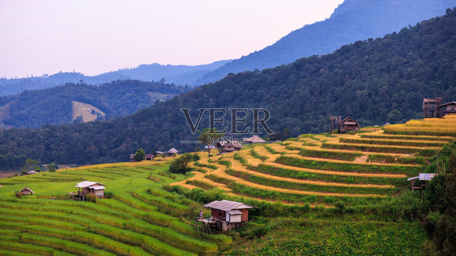 乡村风格的度假胜地，位于稻田中间，Pa Bong Pieng山谷中的露台，在泰国清迈北部的收获季节，照片摄影图片
