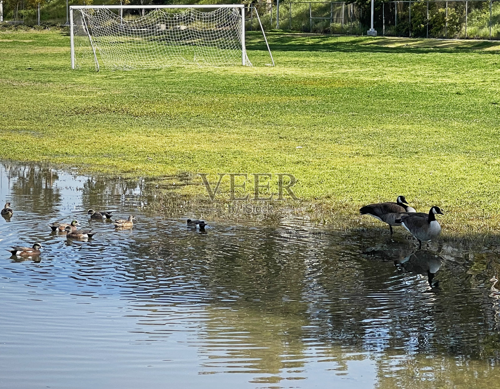 鸭子淹没了足球场照片摄影图片