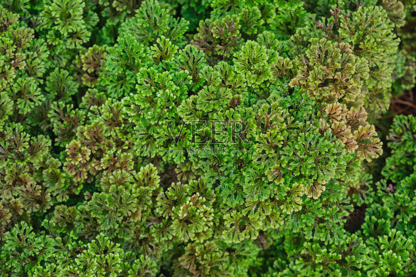 花园中多晶硅的特写图像照片摄影图片