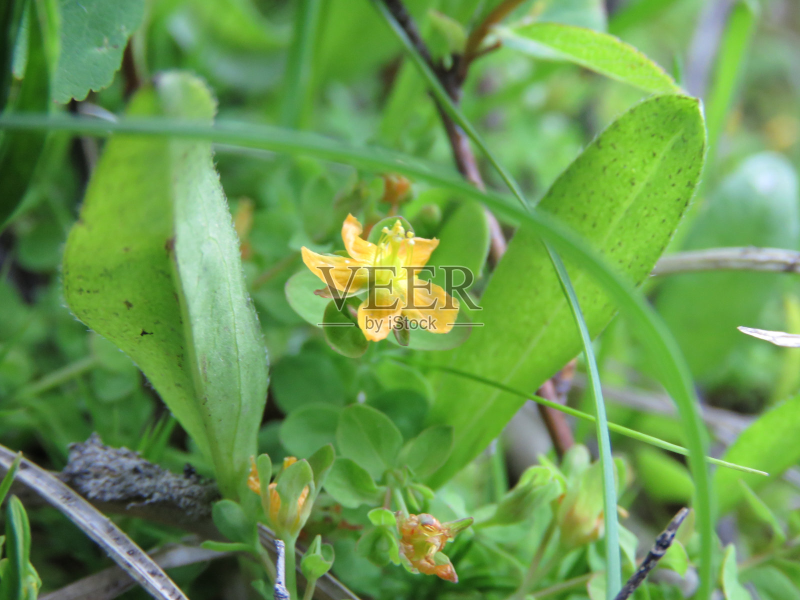 小佩妮照片摄影图片
