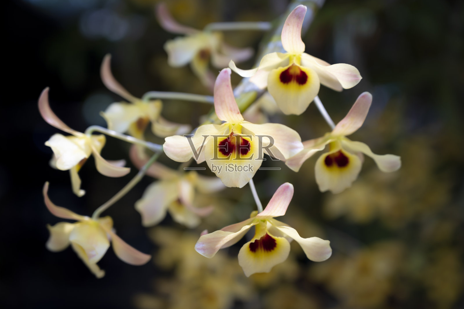 石斛兰花的特写，黄色花瓣和嘴唇上的棕色斑点。照片摄影图片