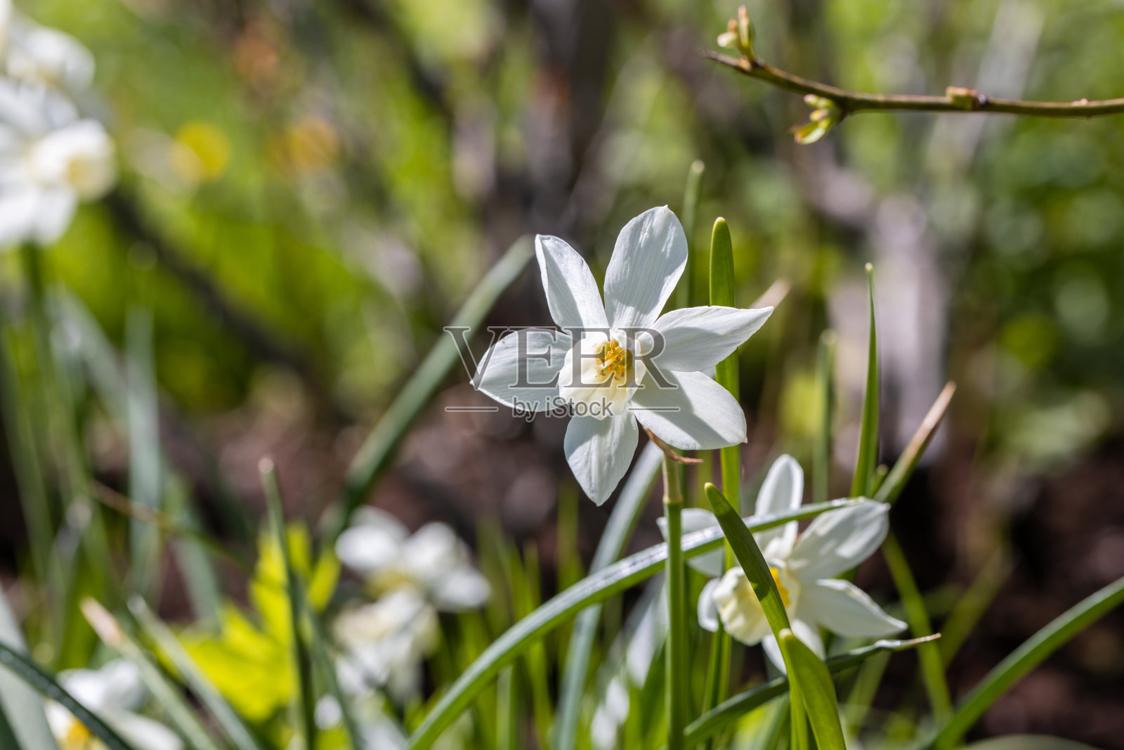 纯白的水仙花盛开在春天。白色水仙花。照片摄影图片
