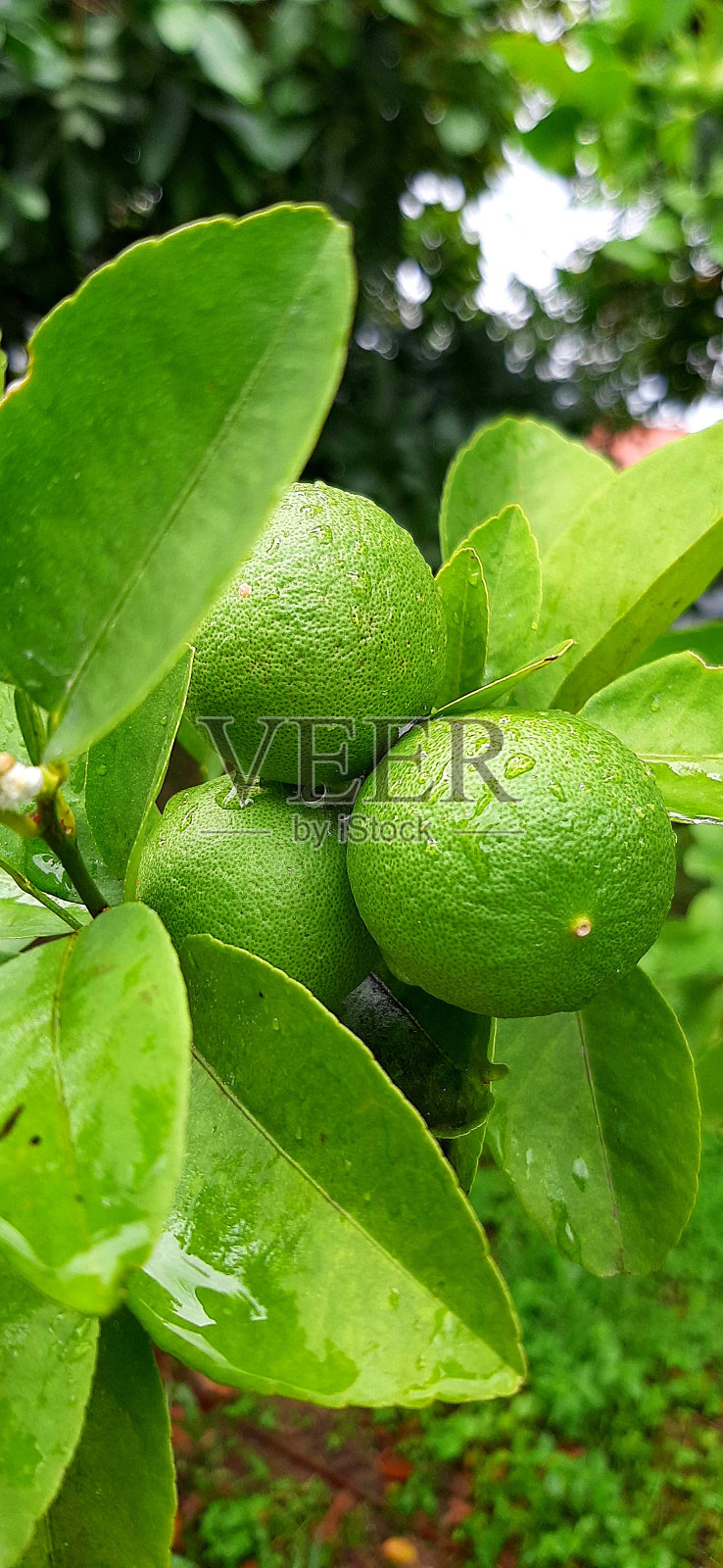 柑橘类照片摄影图片