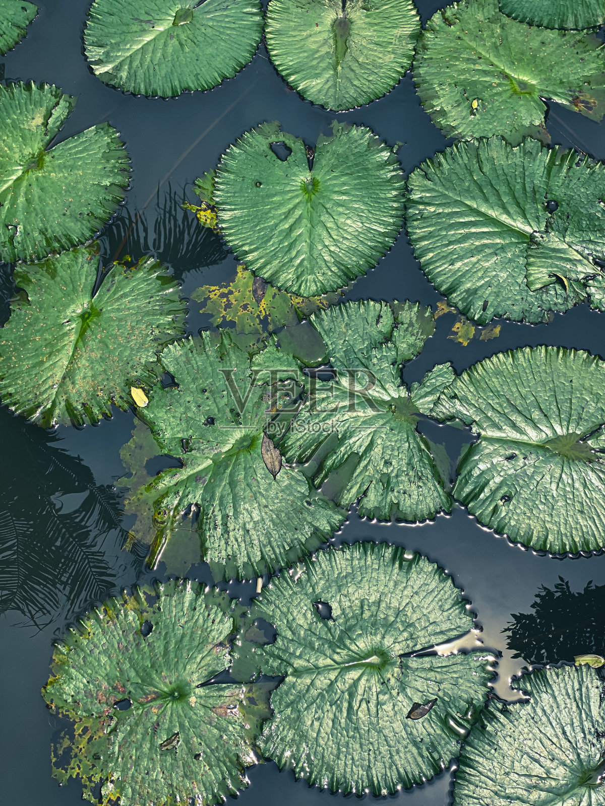 荷叶照片摄影图片