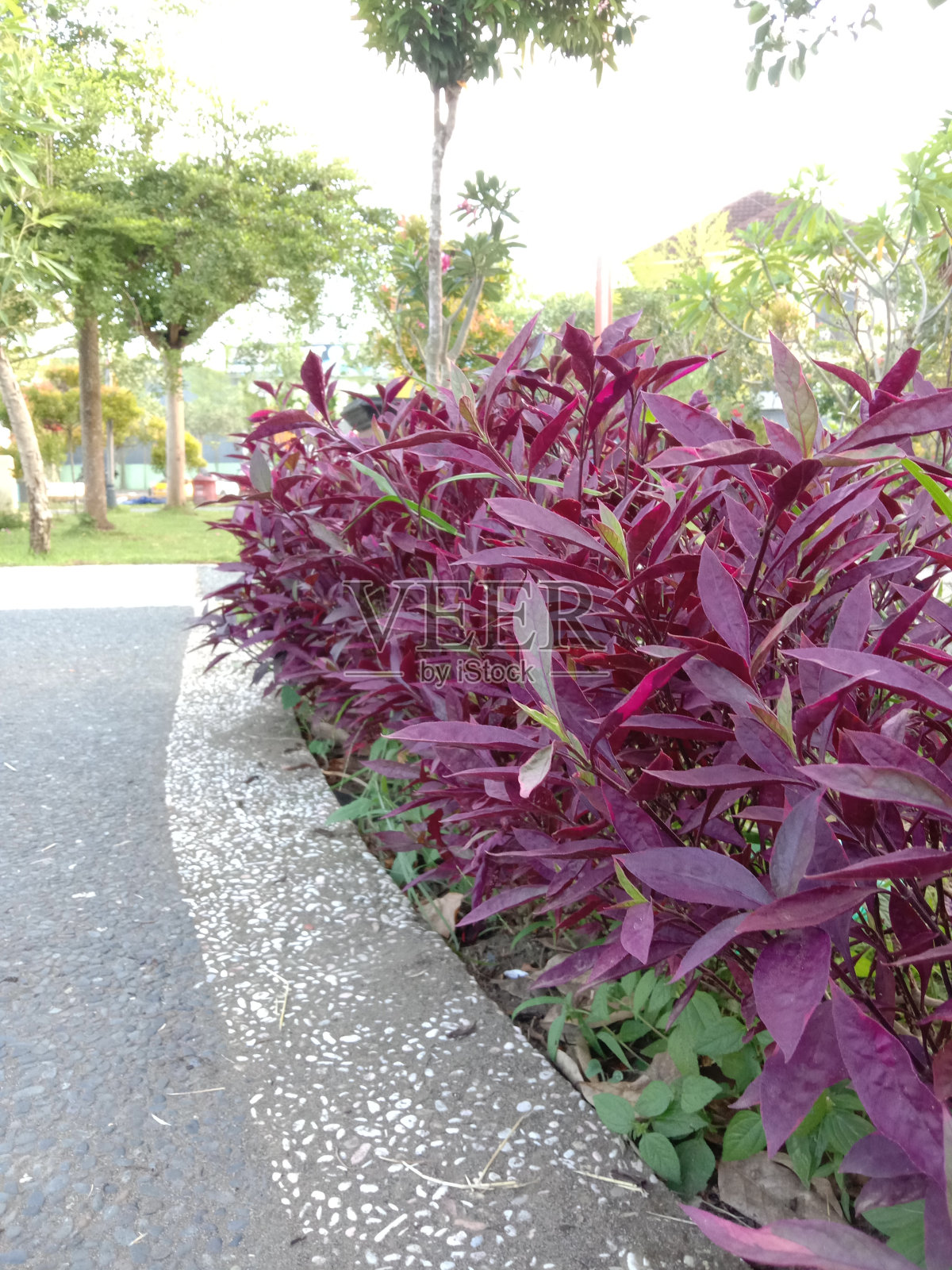 美丽的紫色树叶点缀着公园小路的一边照片摄影图片