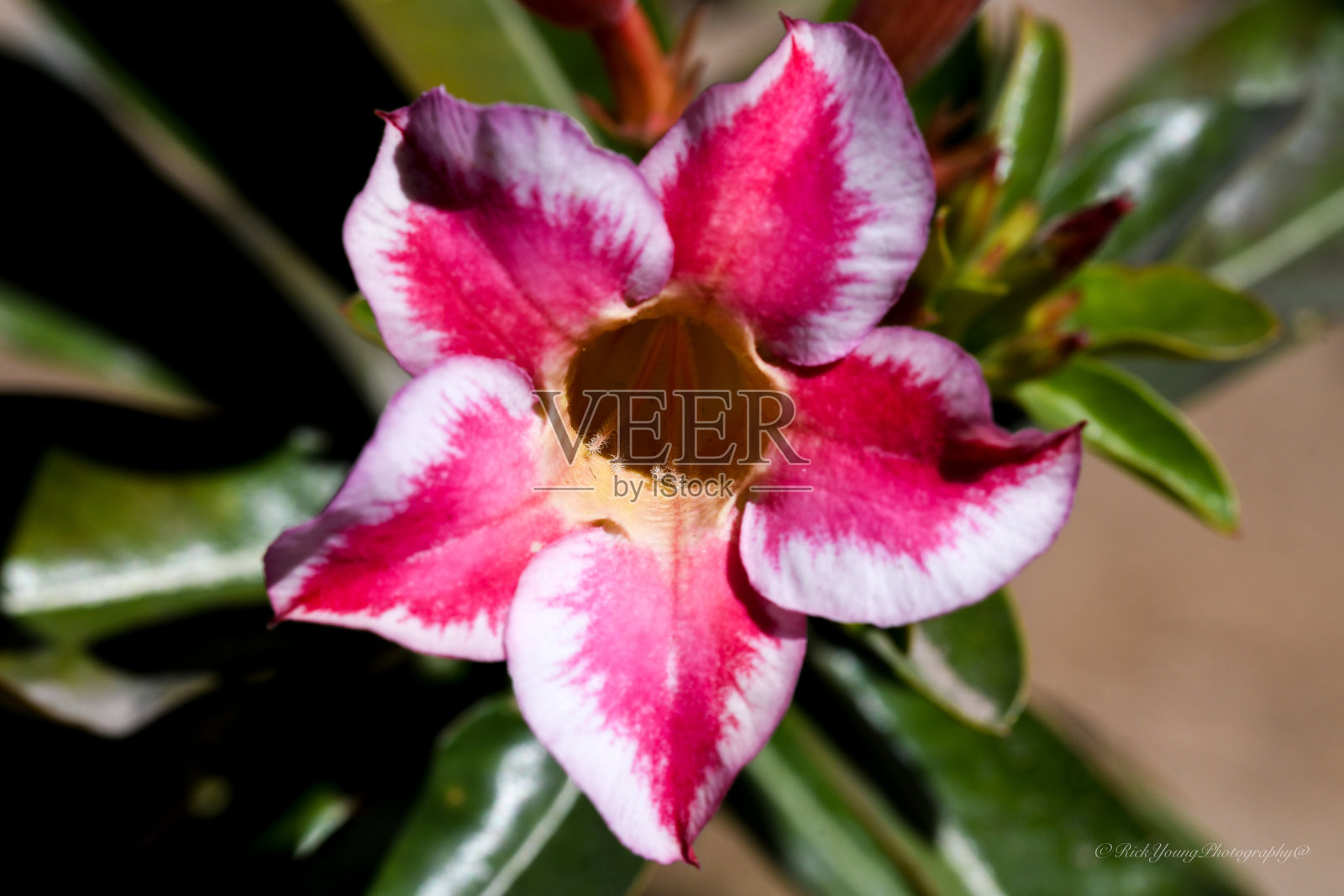 沙漠玫瑰照片摄影图片