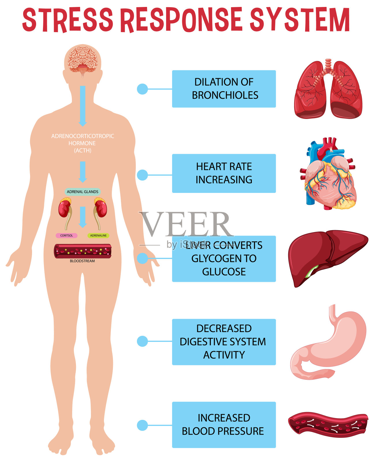应激反应系统方案插画图片素材