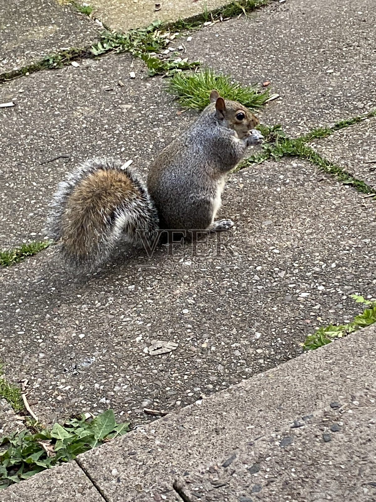 一只悠闲的松鼠坐在那里，享受着混合坚果照片摄影图片