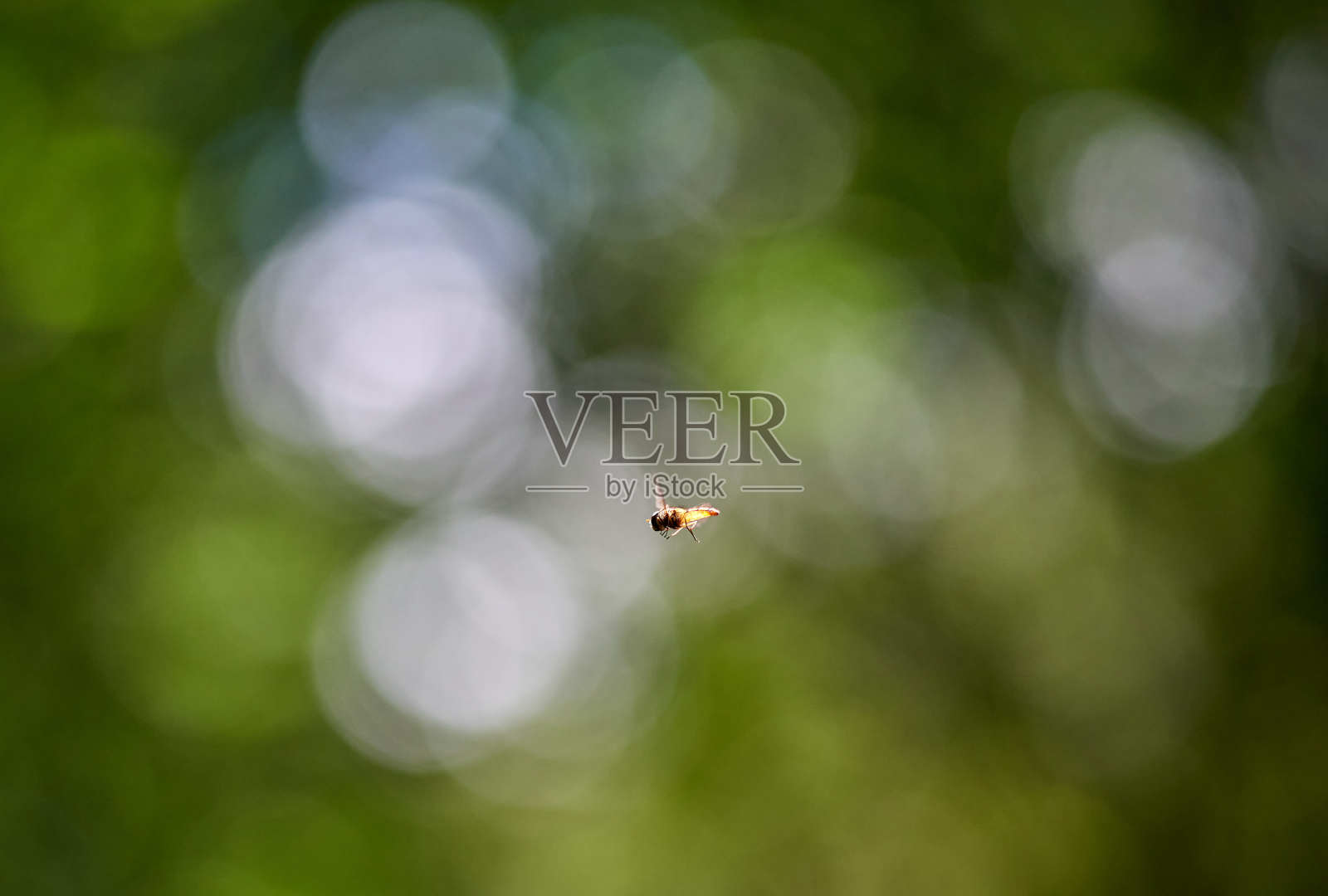 在花丛中盘旋照片摄影图片