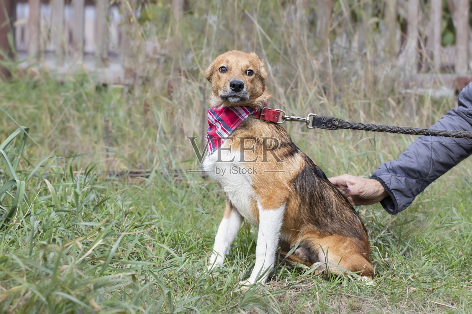 受惊的红狗。一名男子在散步时安抚一只可爱的红色小狗。照片摄影图片
