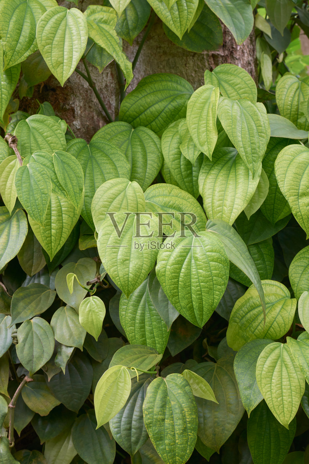 花园中黑胡椒植物的特写照片摄影图片