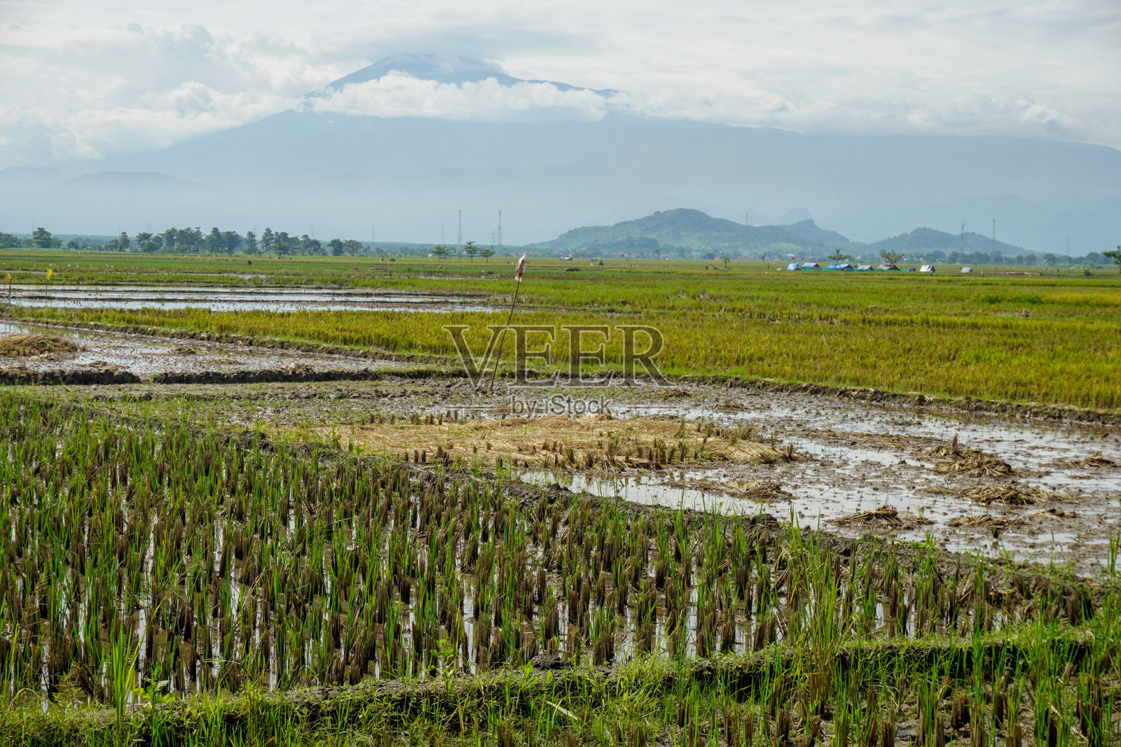 稻田里种满了水稻种子照片摄影图片