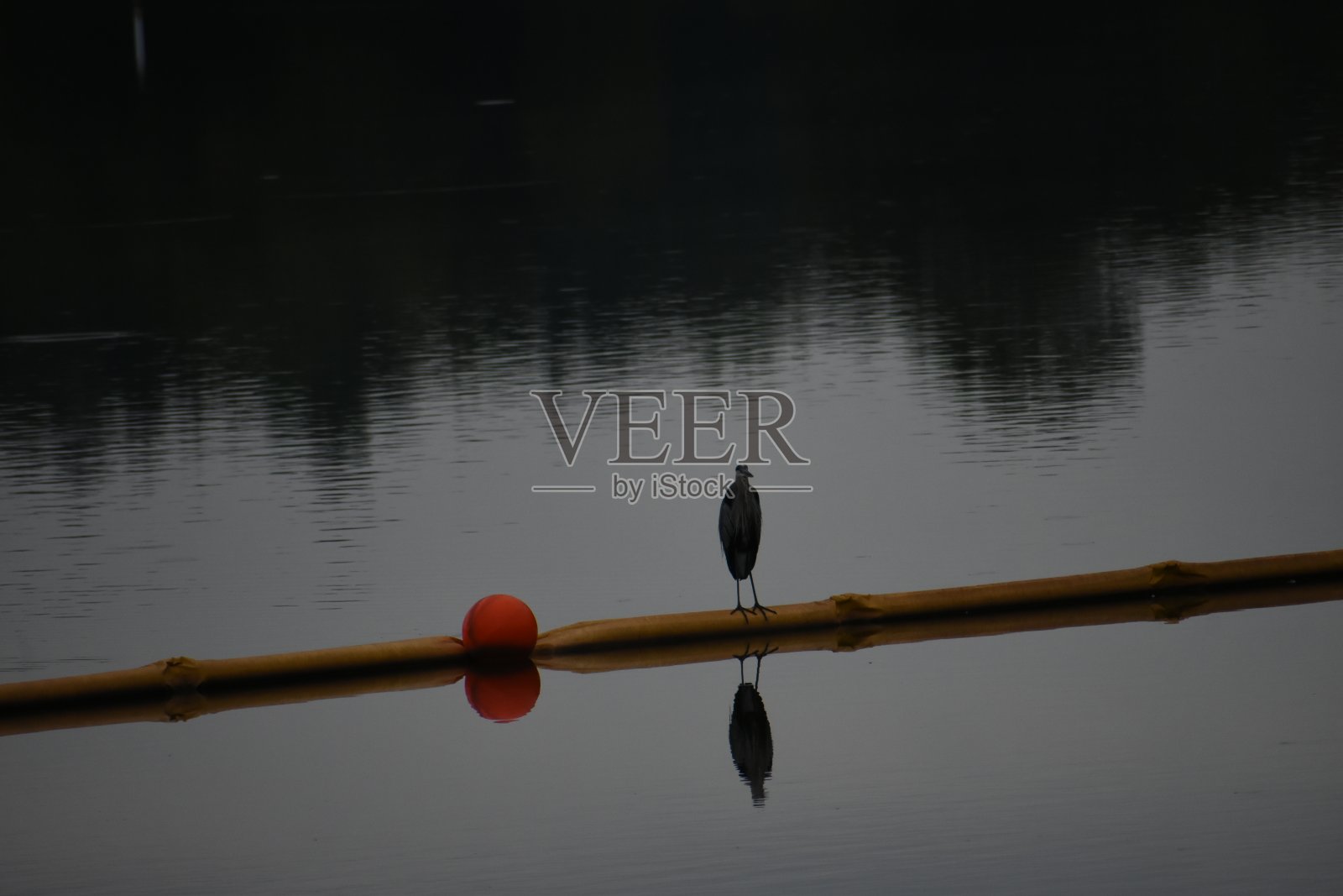 鹭2照片摄影图片