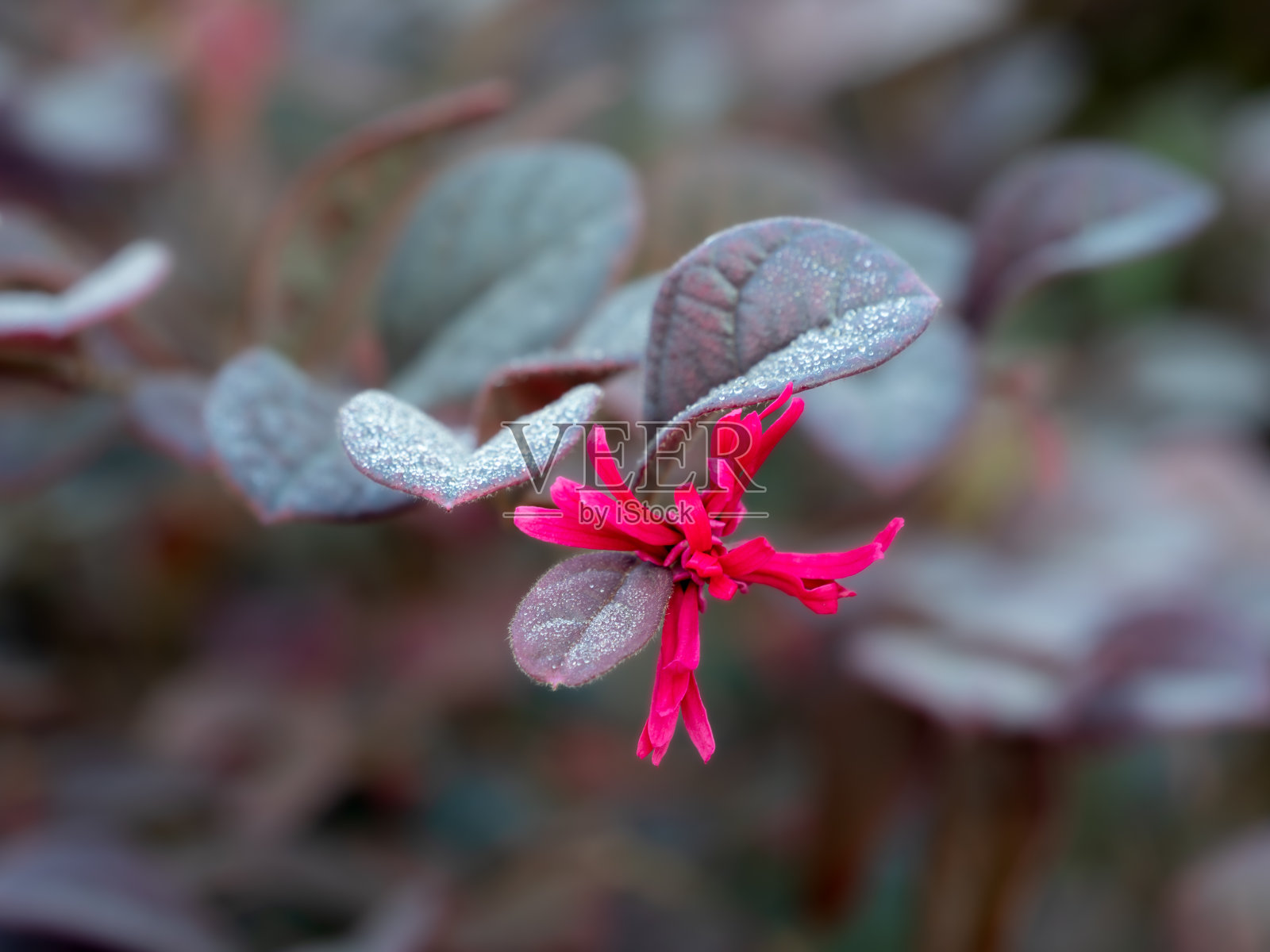单瓣红色金缕梅花盛开照片摄影图片