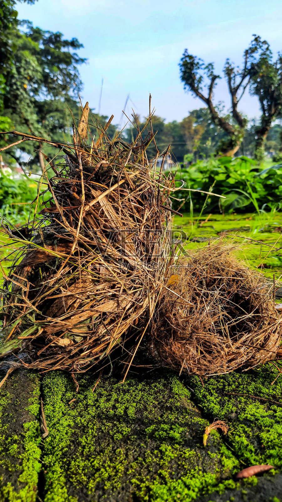 鸟巢照片摄影图片