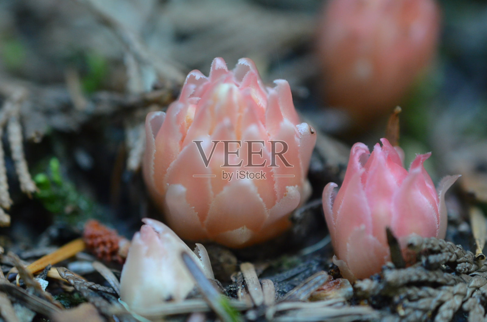 Gnome植物照片摄影图片