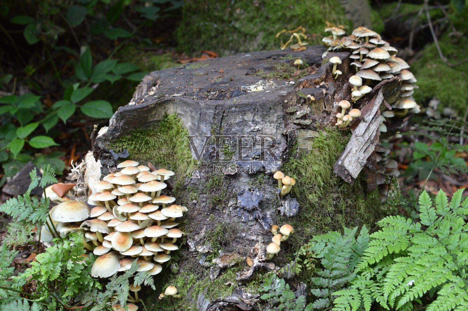 树桩上的真菌照片摄影图片