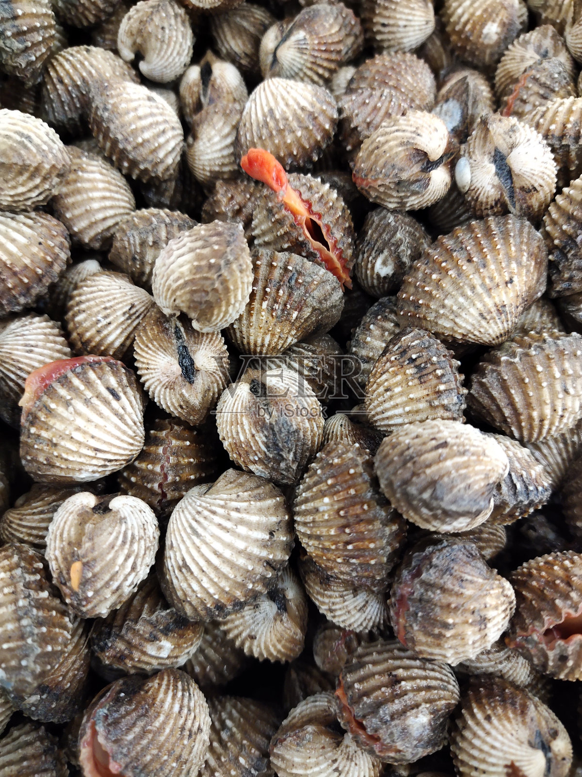 贝壳在市场上出售照片摄影图片