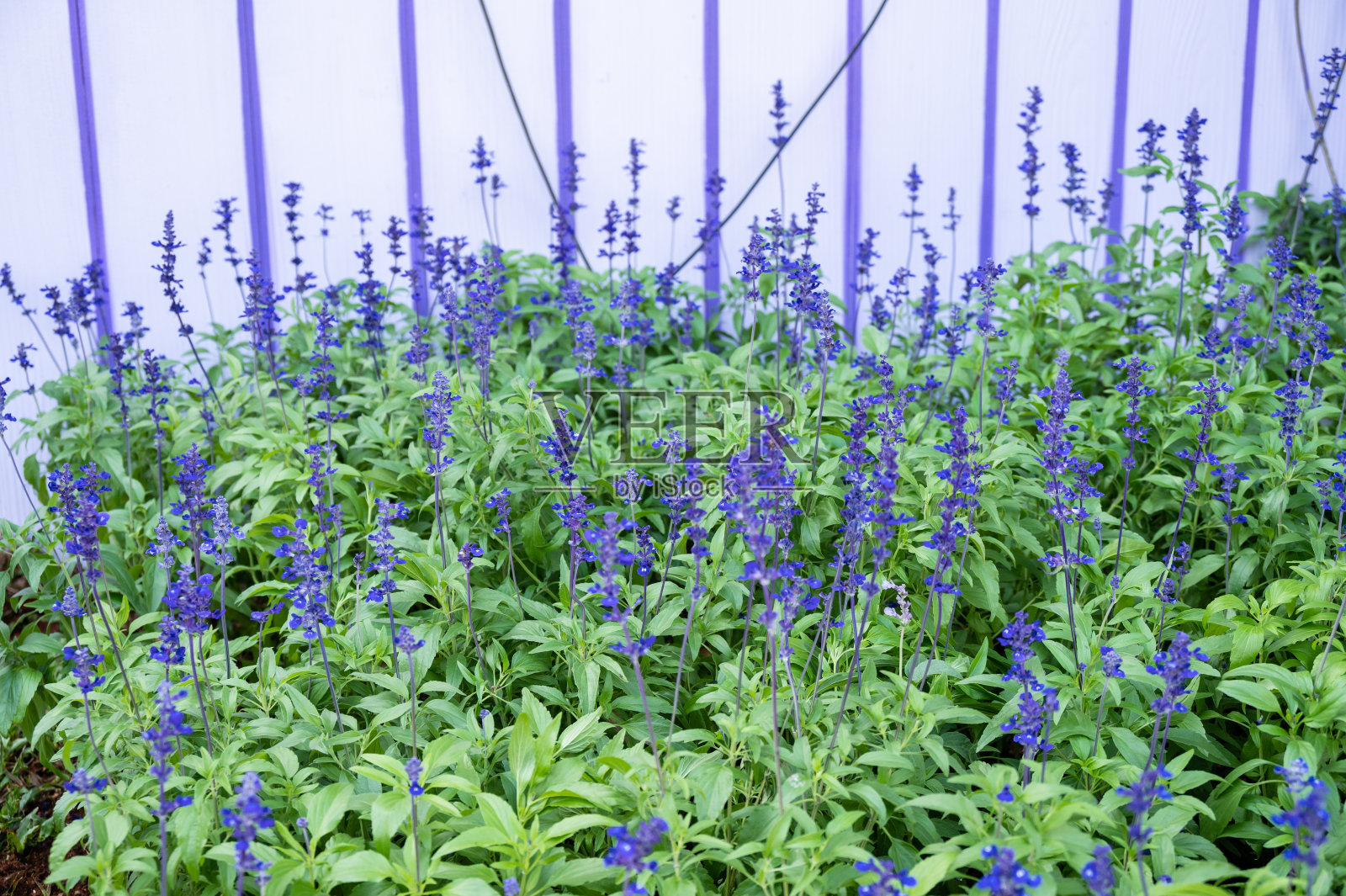 薰衣草花盛开在花园里。照片摄影图片