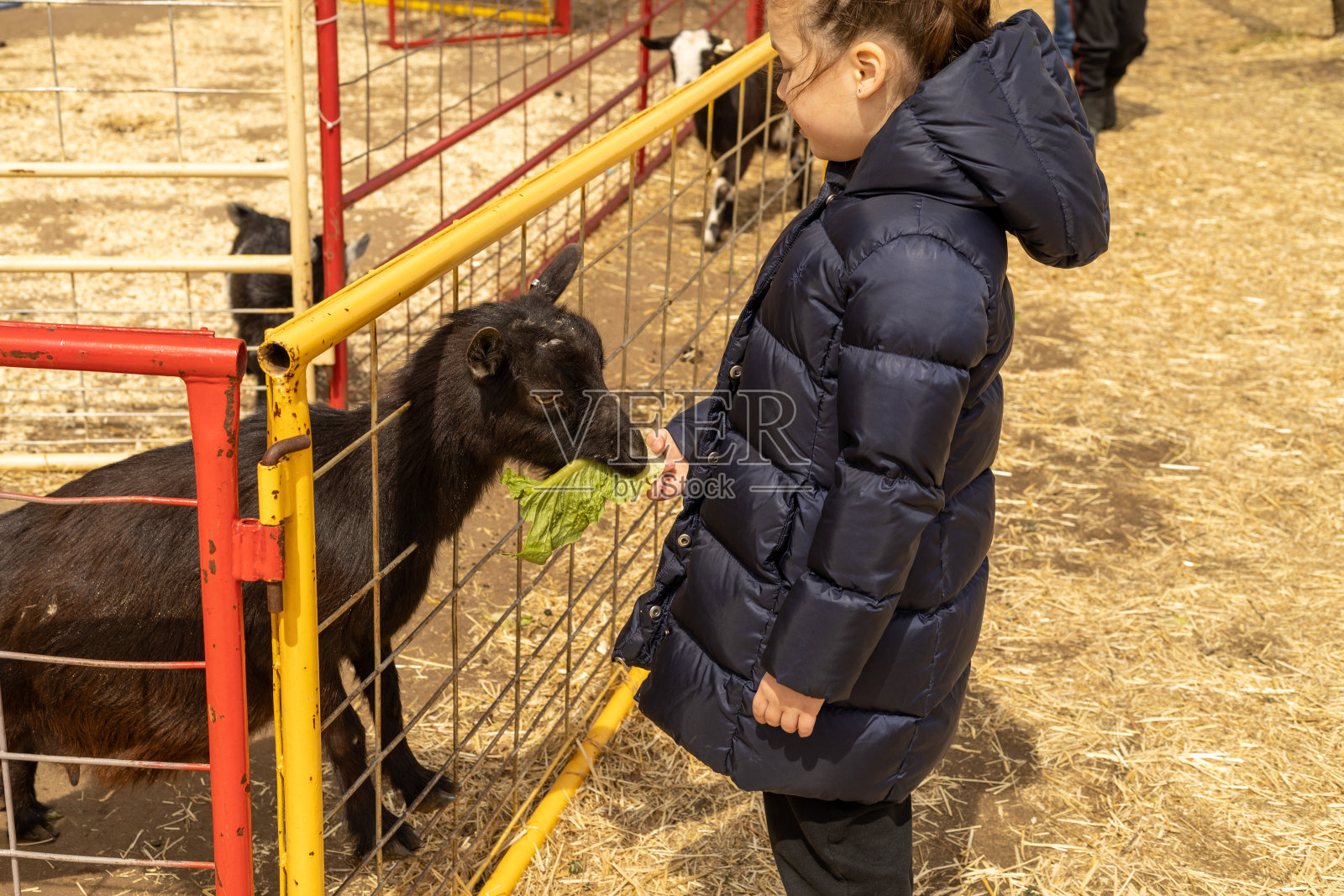 一个女孩在农场喂山羊照片摄影图片
