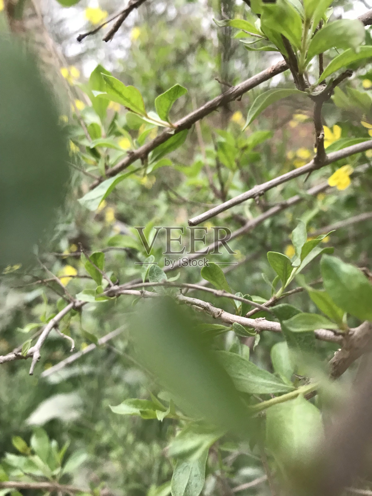 自然背景林照片摄影图片