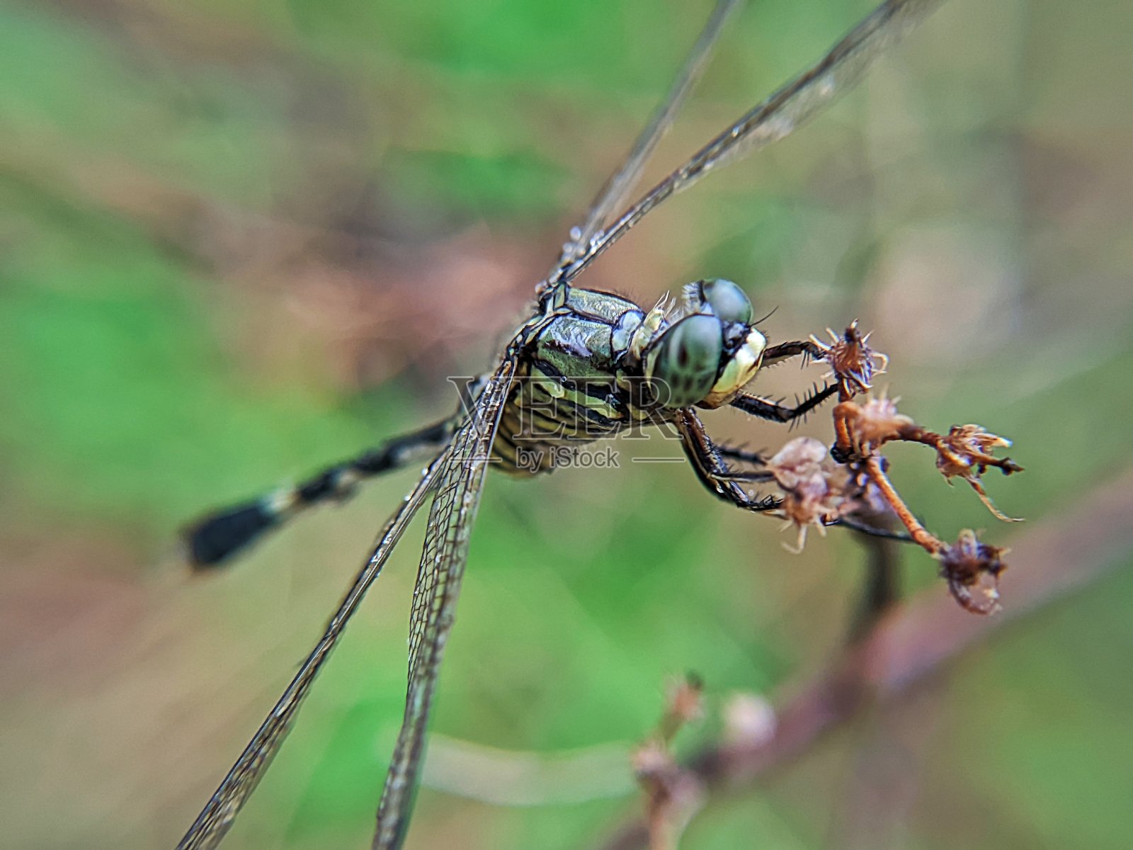 蜻蜓降落在盛开的花朵上寻找食物照片摄影图片