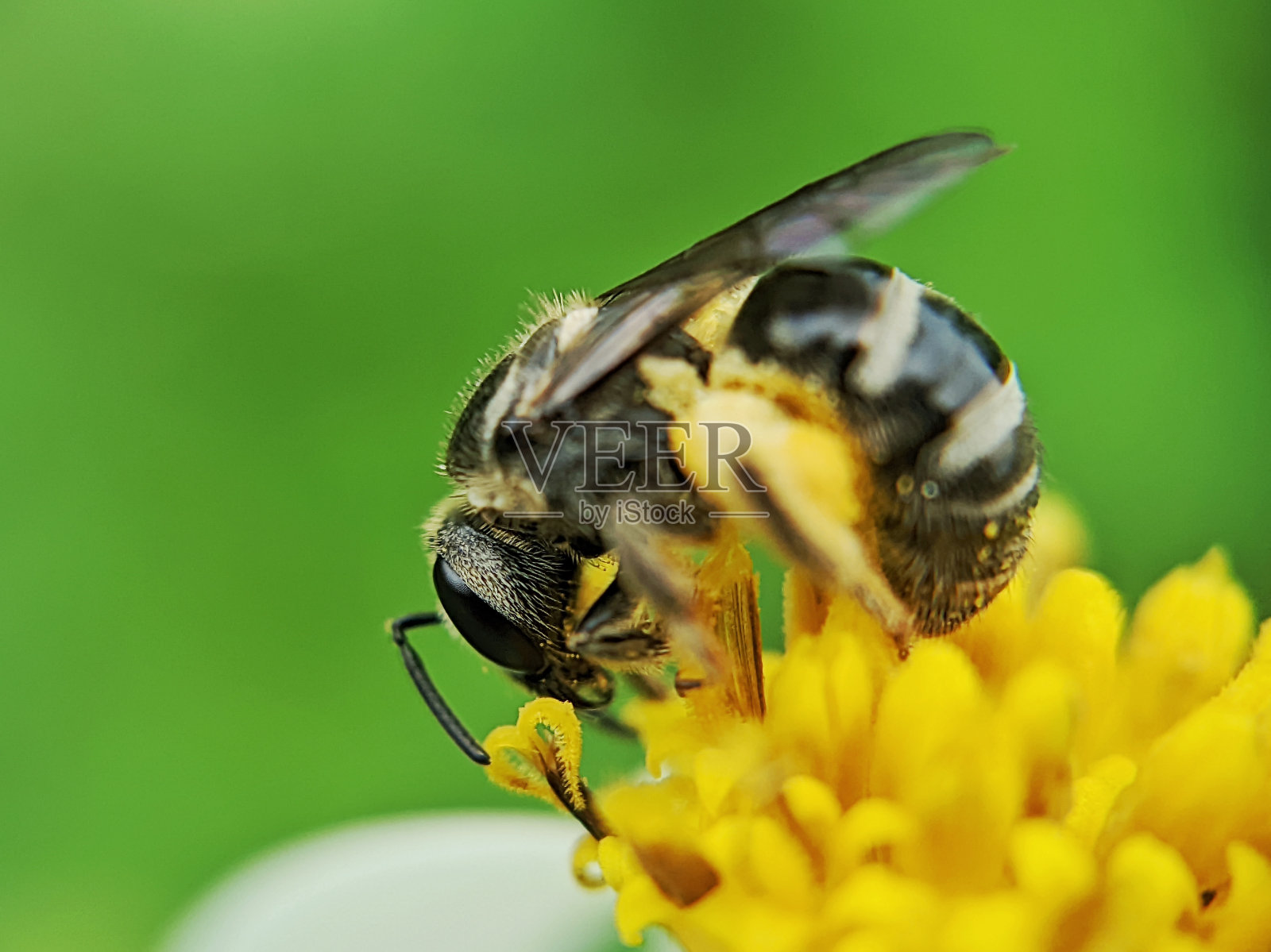 可爱的橙蜂降落在盛开的花朵上寻找食物照片摄影图片