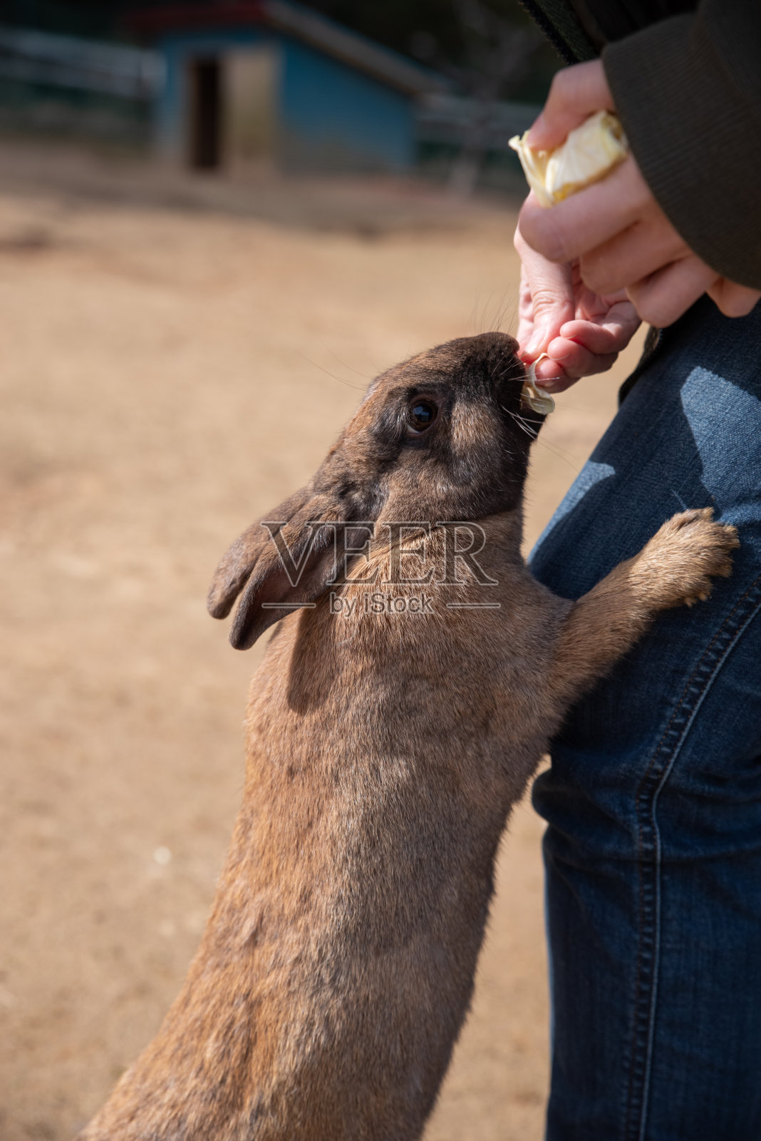可爱的兔子照片摄影图片