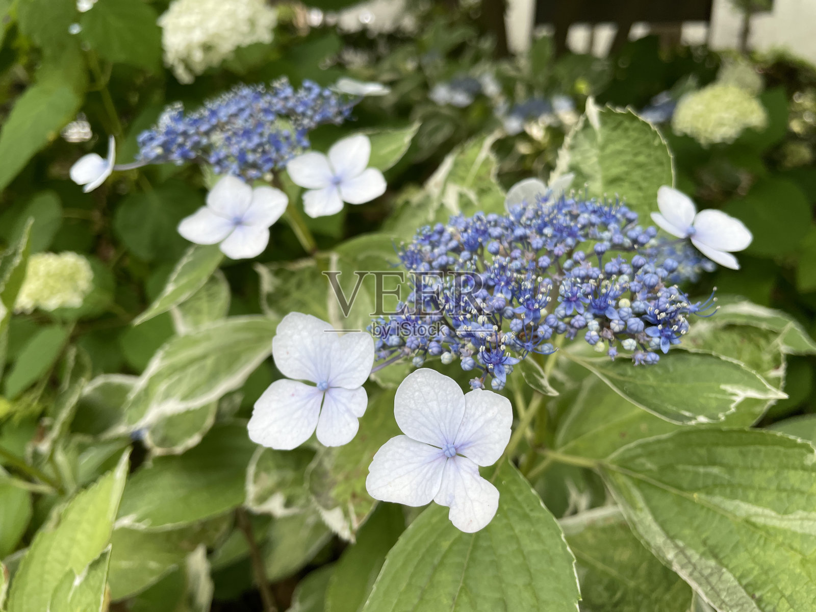 绣球花花照片摄影图片
