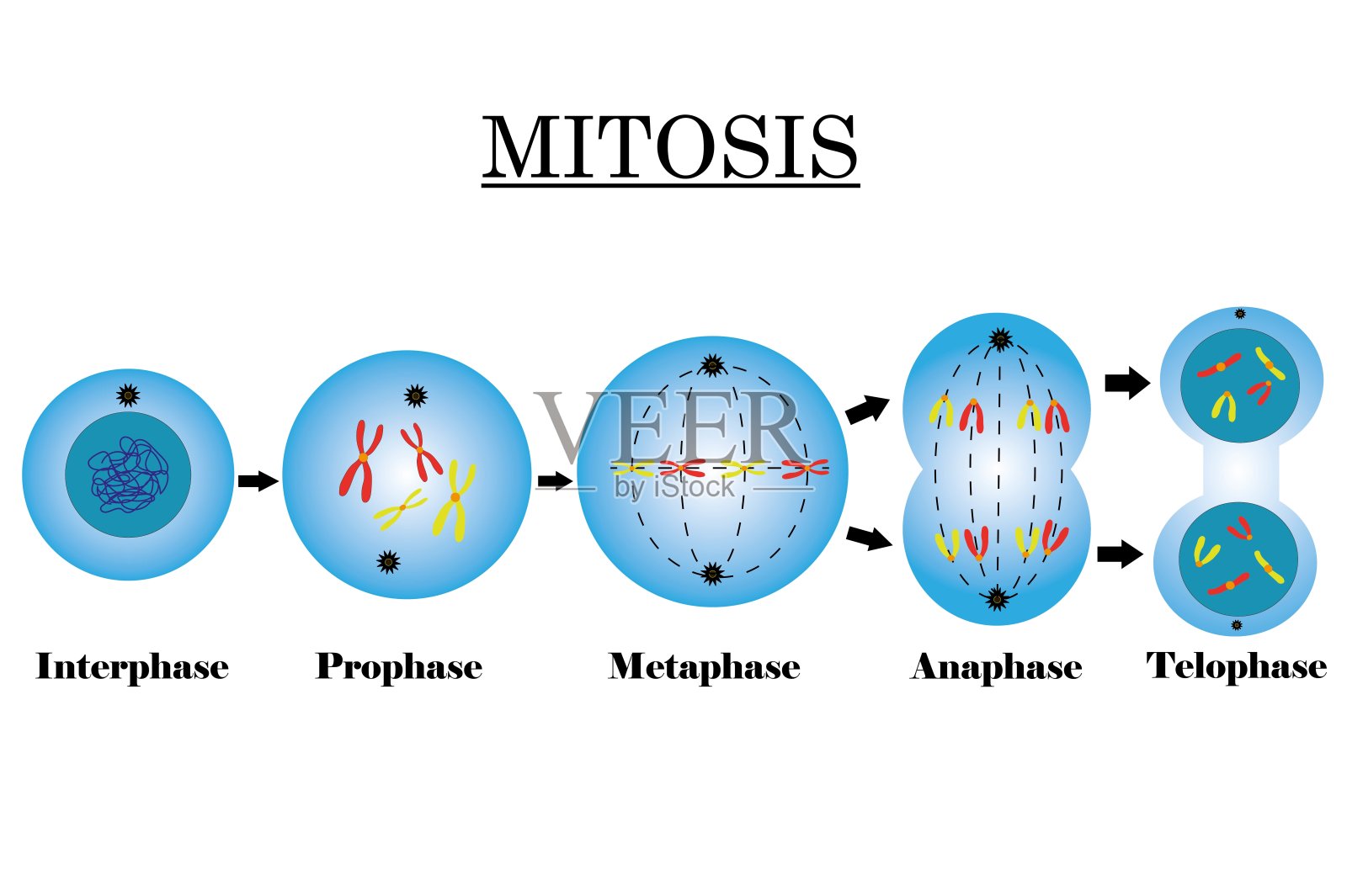 细胞分裂的阶段。有染色体的细胞有丝分裂。插画图片素材