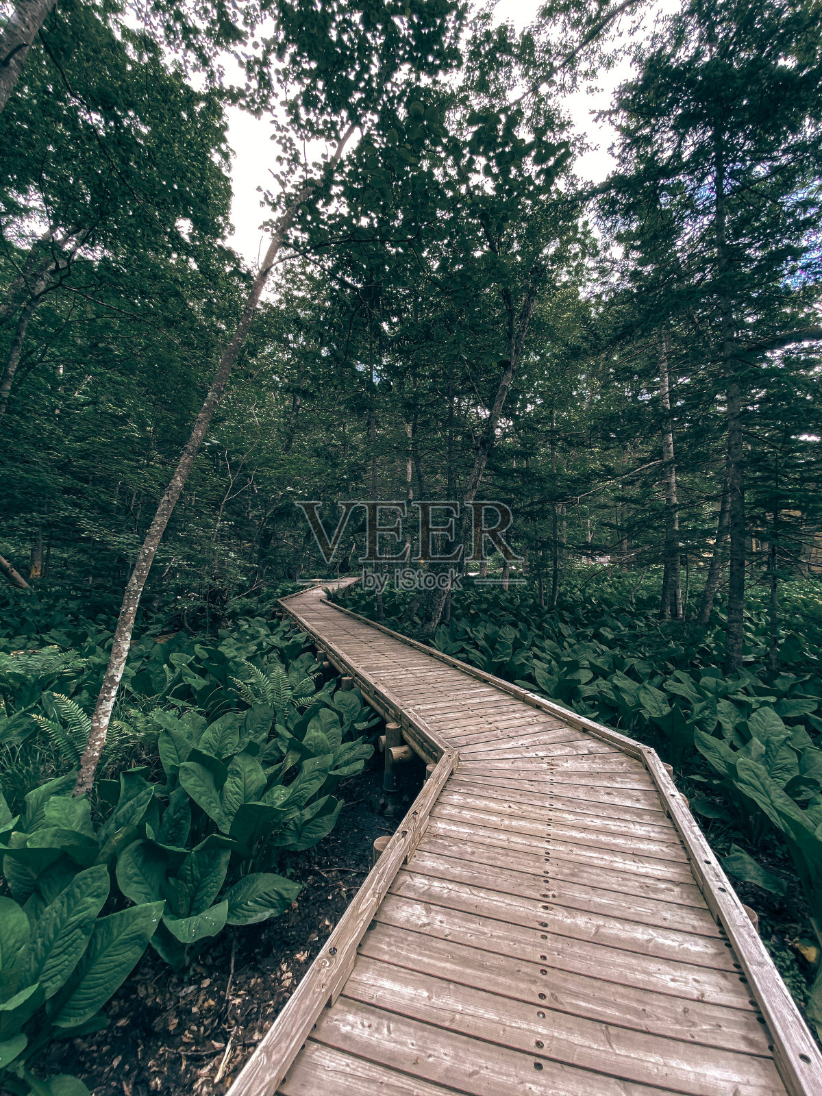 将森林照片摄影图片