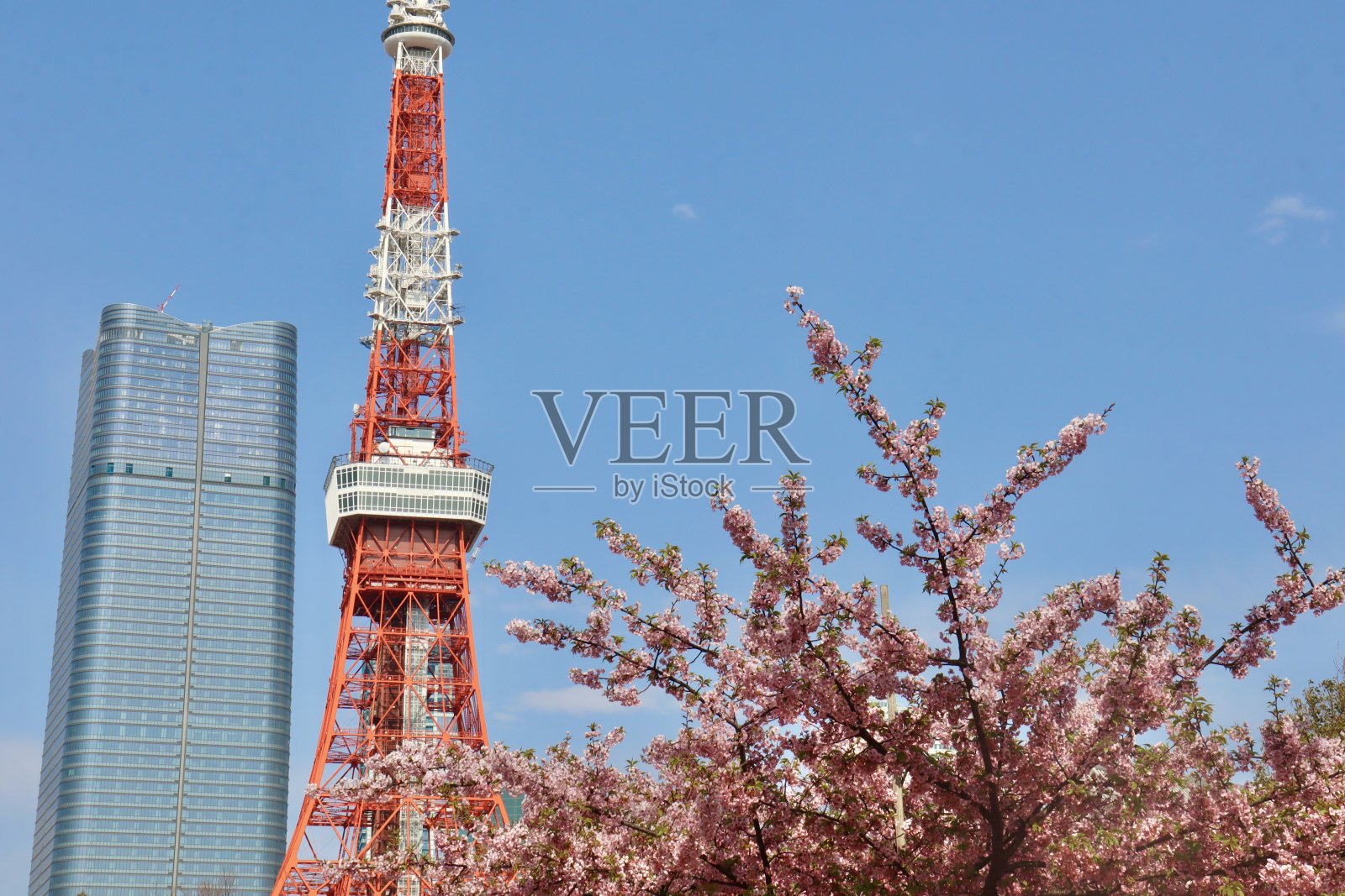 东京塔和樱花照片摄影图片